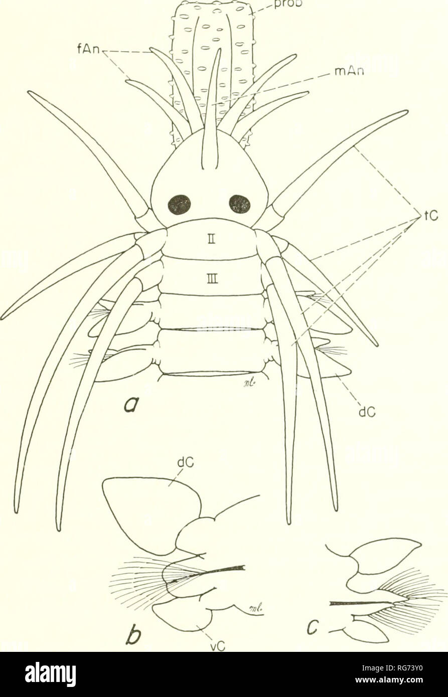 . Bulletin - United States National Museum. Science. POLYCHAETE WORMS, PART 1 89 prob. Figure 21.—Phyllodocidae, a-b, Eumida sanguinea: a, dorsal view anterior end, proboscis partially extended; h, parapodium. c, Eumida fusigera, parapodium (after Malmgren, 1865). 1946, p. 56, fig. 24.—Berkeley and Berkeley, 1948, p. 47, fig. 69.—Wesenberg- Lund, 1949, p. 273.—Day, 1953, p. 411; 1960, p. 301.—Uschakov, 1955, p. 98, fig. 6.—Uschakov and Wii, 1959, p. 25.—Clark, 1960, p. 16.—Knox, 1960a, p. 113. Eumida sanguinea Hartman, 1942b, p. 36; 1942c, p. 112, fig. 8,f-g; 1944a, p. 338, pi. 23, fig. 10; 19 Stock Photo