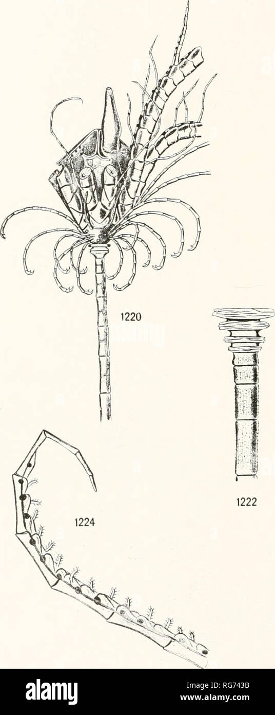 . Bulletin - United States National Museum. Science. U. S. NATIONAL MUSEUM BULLETIN 82. PART 2 PL. 36. 1225 Pentacrinoid Larvae of Hathrometra sarsii. Please note that these images are extracted from scanned page images that may have been digitally enhanced for readability - coloration and appearance of these illustrations may not perfectly resemble the original work.. United States National Museum; Smithsonian Institution; United States. Dept. of the Interior. Washington : Smithsonian Institution Press, [etc. ]; for sale by the Supt. of Docs. , U. S. Govt Print. Off. Stock Photo