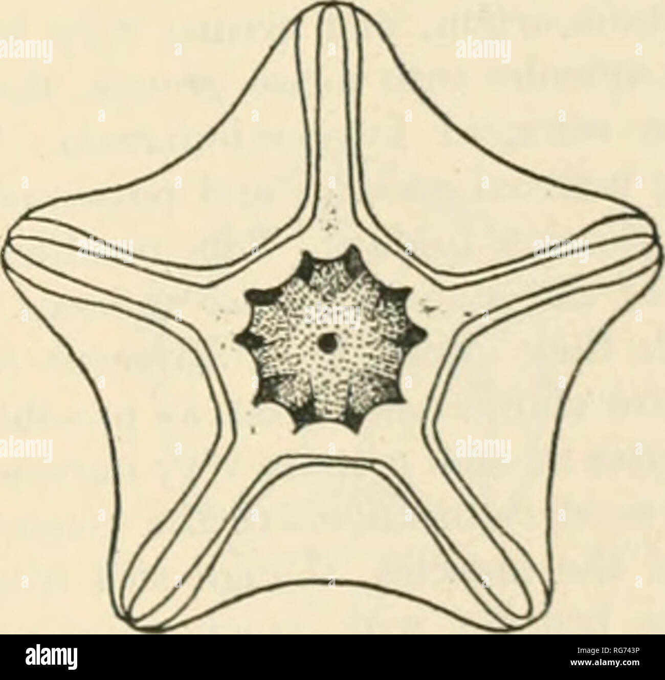 . Bulletin - United States National Museum. Science. FlO. 458. , o..x,T.rnÂ« nv A SPEaMEN OF COMATIUA IRIDOMETRIFORMI.S FROM THE BAHAMA Flos. 453-458.-453, DORSAL VIEW OFTHERAmALPENTAOONOFA.PECIÂ«EN^ CoM.VTULA PF.CTINATA FROM SLNOAPORE. 4oo, ISLANDS. 454, DOR.SAL .TEW OF THE R.^DIAL ^'^â 'ZllZZÂ« KTvS^OL^K,. ( .rTZK V. H. CARPENTER). 45(-â POP-SAL VIEW DORSAL^^EWOFT^ERADL.LPENTAGONOFASPEaMENOFCoÂ«ATU^^^^^^^^ CARPENTER). 457. DORSAL ^â¢IEW OF THE. Please note that these images are extracted from scanned page images that may have been digitally enhanced for readability - coloration and appearanc Stock Photo