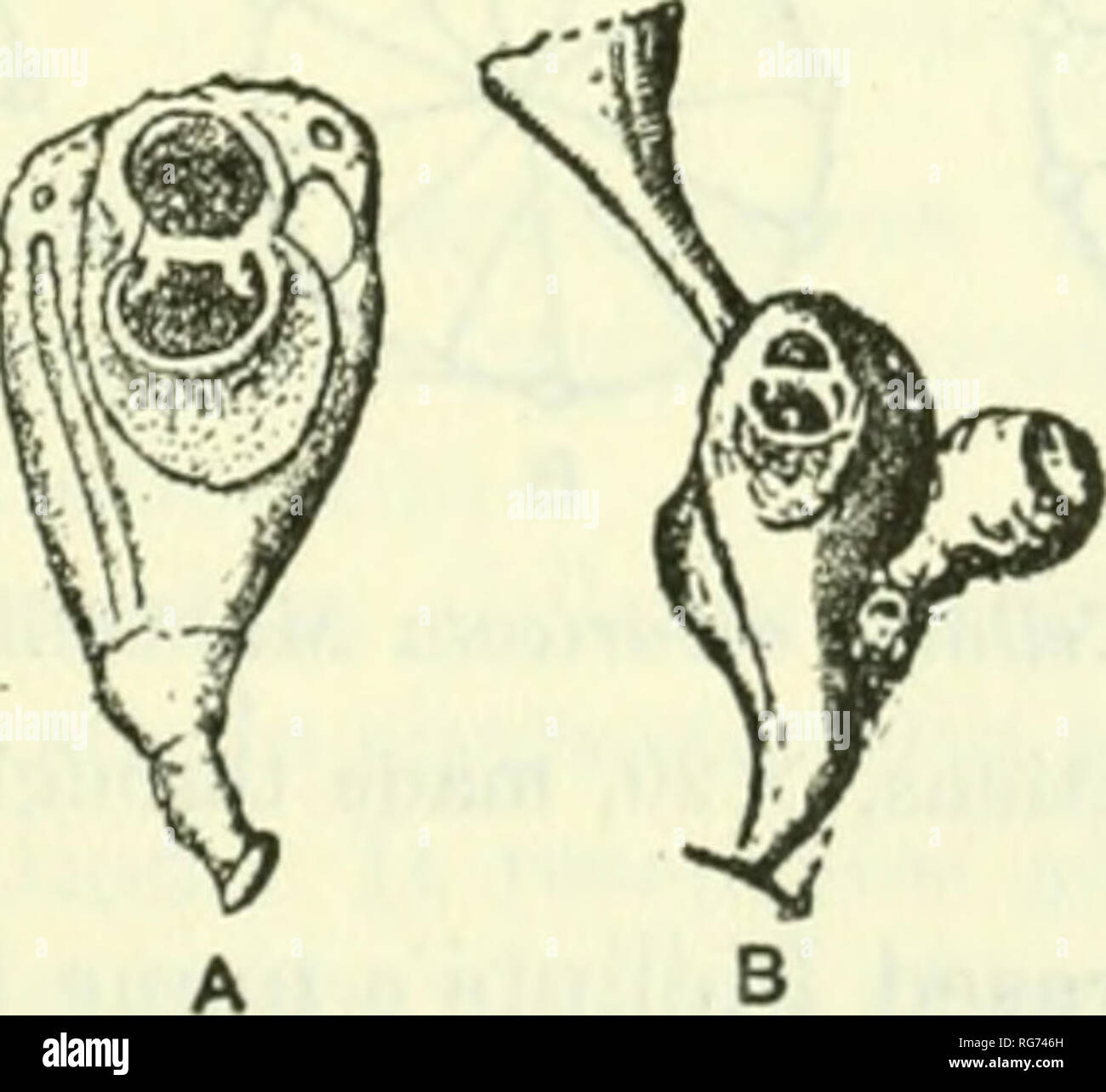 . Bulletin - United States National Museum. Science. Fig. 46.—Genus Alysidium Busk, 1852 A-O. Alysidium parasilicum Busk, 1852. A. A gonozooecium with a double-valved ovicell is seen on the lowermost zooecium, X40. B. A zooecium, X75. C. A zooecium from the basal surface. The bent distal wall is seen, X75. D. A longitudinal section through a zooecium, X75. E. A gonozooecium from the frontal zooecia bearing surface after the removal of the ovicell. The two elongated openings are seen, through which the ovicellarian valves have been in communication with the dietellae of the gonozooecium, X75. F Stock Photo