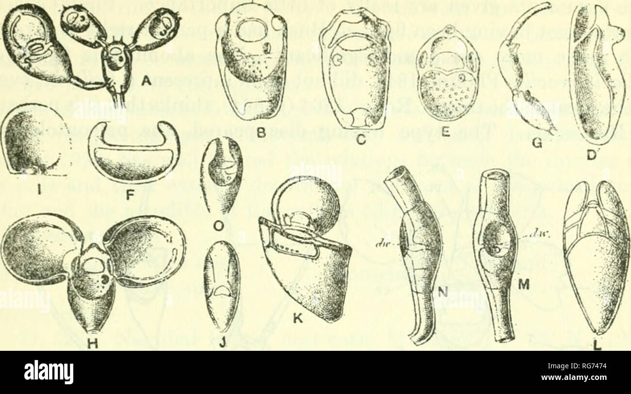 . Bulletin - United States National Museum. Science. BRYOZOA OF THE PHILIPPINE REGION 169. Fig. 46.—Genus Alysidium Busk, 1852 A-O. Alysidium parasilicum Busk, 1852. A. A gonozooecium with a double-valved ovicell is seen on the lowermost zooecium, X40. B. A zooecium, X75. C. A zooecium from the basal surface. The bent distal wall is seen, X75. D. A longitudinal section through a zooecium, X75. E. A gonozooecium from the frontal zooecia bearing surface after the removal of the ovicell. The two elongated openings are seen, through which the ovicellarian valves have been in communication with the Stock Photo
