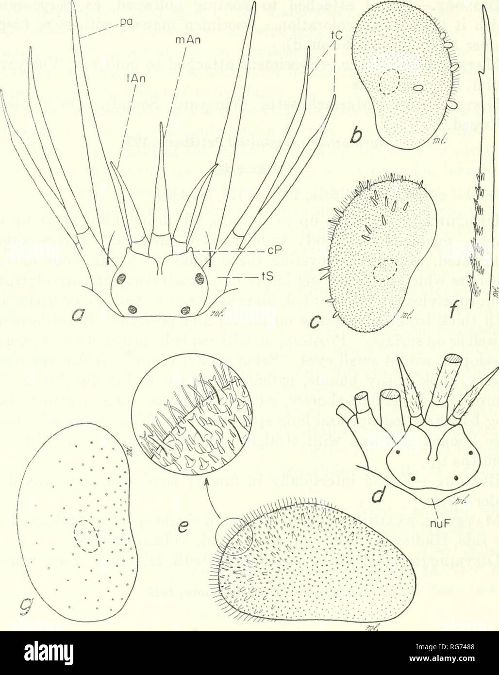 . Bulletin - United States National Museum. Science. 40 U.S. NATIONAL MUSEUM BULLETIN 227. Figure 8.—Polynoidae, a-c, Harmothoe extenuata: a, dorsal view prostomium and tentacular segment; h, elytron of var. fropinqua; c, elytron of var. rarispina. d-f, Har7nothoe mac- ginitiei: d, prostomium; e, elytron;/, tip of neuroseta. g, Harmothoe dearborni, elytron. Body darkl}^^ pigmented dorsally, with wide transverse, somewhat interrupted brown bands. Elytra with mottled brownish coloration. Eiytral microtubercles conical, hooked; soft macro tubercles near ex- ternal border, not sharply set off from Stock Photo