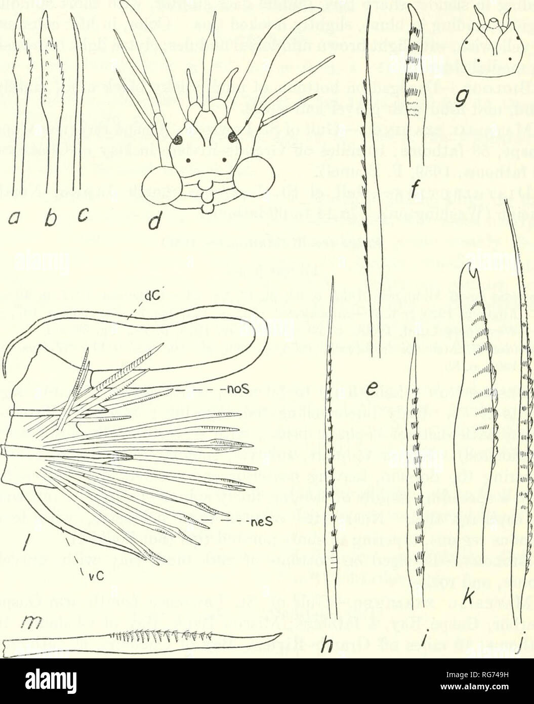 . Bulletin - United States National Museum. Science. 26 U.S. NATIONAL MUSEUM BULLETIN 227. Figure 6.—Polynoidae, a-c, Enipo gracilis (after Verrill, 1874a): a, lower neuroseta; b, upper neuroseta; c, notoseta. d-f, Enipo canadensis: d, dorsal view anterior end; &lt;f, upper neuroseta; /, middle neuroseta. g-i, Enipo torelli: g, prostomium; h, upper neuroseta; », middle neuroseta. j-k, Arcteohia anticostiensis (after Mcintosh, 1874): /, upper neu- roseta; k, lower neuroseta. /-m, Harmothoe acanellae (after Verrill, 1885a):/, parapodium; m, neuroseta. smooth, without papillae or tubercles. Prost Stock Photo