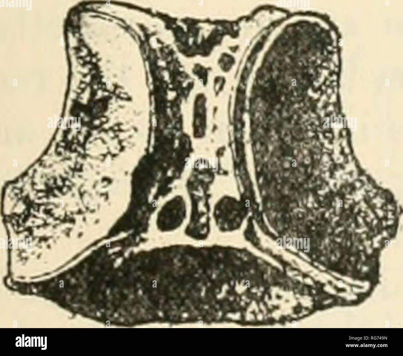. Bulletin - United States National Museum. Science. FlO. 443.. Fig. 444. FlQ. 445. Fig. 440. FiG3. 433-146.—433, Dorsal face of a radial from a spf-cimen of Comanthvs pabvictrra from the Phillippdie Islands (AFTER p. H. Carpenter). 434, Dorsal face of a radial from a specimen of Comanthus pAR^^aRRA from the Thil- IPPINE Islands (after P.n. Carpenter). 435, Ventral face of a radial from a .specimen of Comaxtiiu.s paem- VICIRRA FROM THE PHIUPPINE ISLANDS (AFTER P. U. CARPENTER). 430, VENTRAL FACE OF A RADIAL FROM A .SPECI- MEN OF COMANTHUS PARVICIRRA FROM THE PHILIPPINE ISLANDS (AFTER P. 11. CA Stock Photo