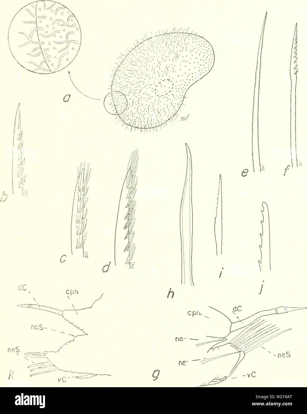 . Bulletin - United States National Museum. Science. POLYCHAETE WORMS, PART 1 21. Figure 4.—Polynoidae, a-b, Eucranta villosa: a, elytron; h, tip of neuroseta. c, Avstro- laenilla lanelleae, tip of neuroseta. d. Austrolaenilla mollis, tip of neuroseta. e-f, Hart- mania moorei: e, notoseta;/, neuroseta. g-j, Alentiana aurantiaca (after Hartman, 1942b): g, twelfth! parapodium, anterior view; h, subacicular neuroseta; i, supra-acicular neuroseta; j, tip of same, enlarged, k, Lepidametria commensalis, middle right parapodium, anterior view. Description.—Length up to 50 mm., width including setae u Stock Photo