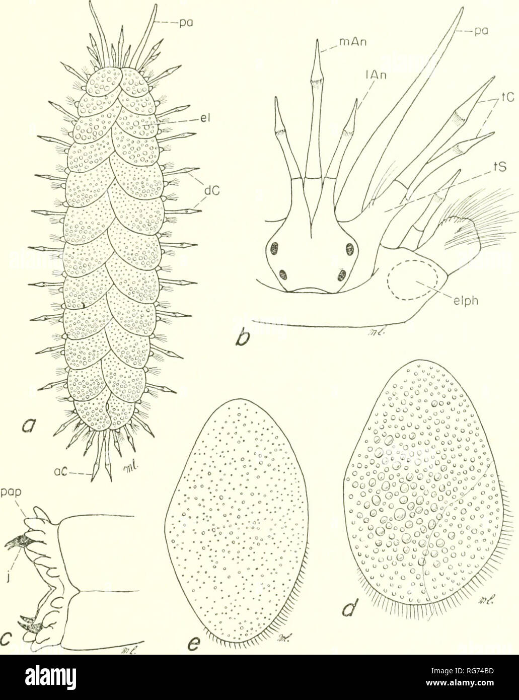 . Bulletin - United States National Museum. Science. POLYCHAETE WORMS, PART 1 19. Figure 3.—Polynoidae, a-d, Lepidonotus squamatus: a, dorsal view; b, dorsal view pro- stomium and first 2 segments, elytra removed; c, lateral view distal tip of extended proboscis; d, sixth elytron, e, Lepidonotus sublevis, fifth elytron. Genus Lepidametria Webster, 1879 Type (monotypy): Lepidametria commensalis Webster, 1879. Contains only one New England species. Lepidametria commensalis Webster, 1879 Figure 4A; Lepidametria commensalis Webster, 1879, p. 210, pi. 3, figs. 23-31.—Webster and Benedict, 1884, p.  Stock Photo