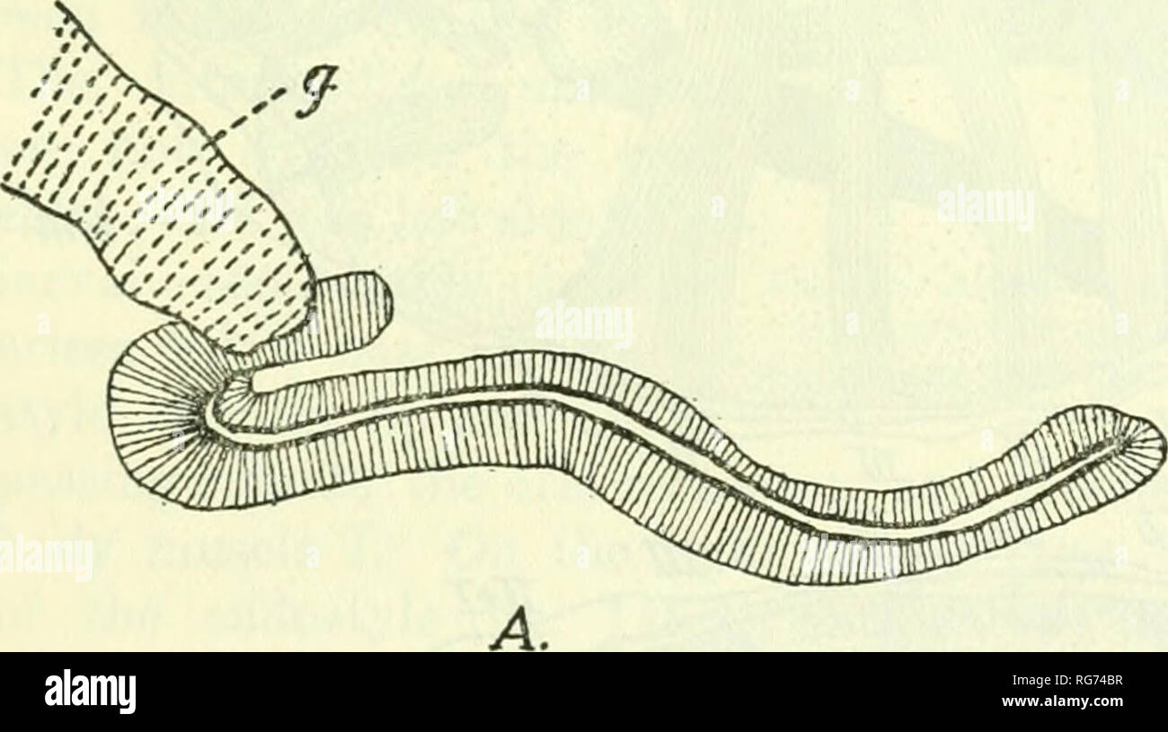 Apistine File . Bulletin - United States National Museum. Science. ^sim an. Fig. 142 ...