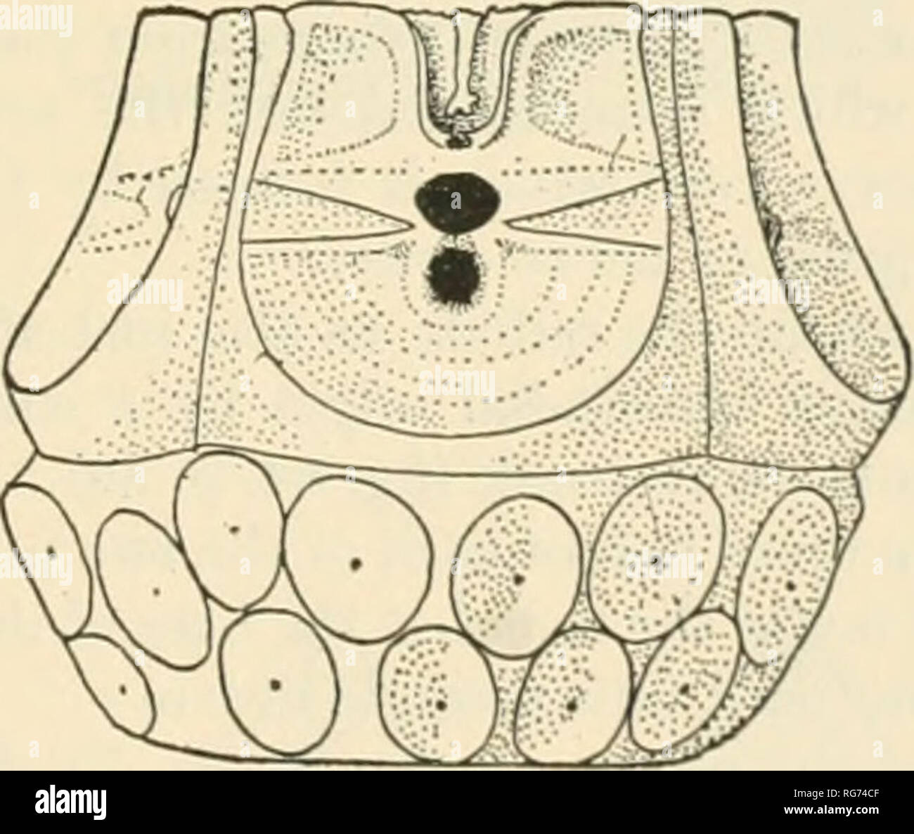 . Bulletin - United States National Museum. Science. Fig. 431.. Fig ...