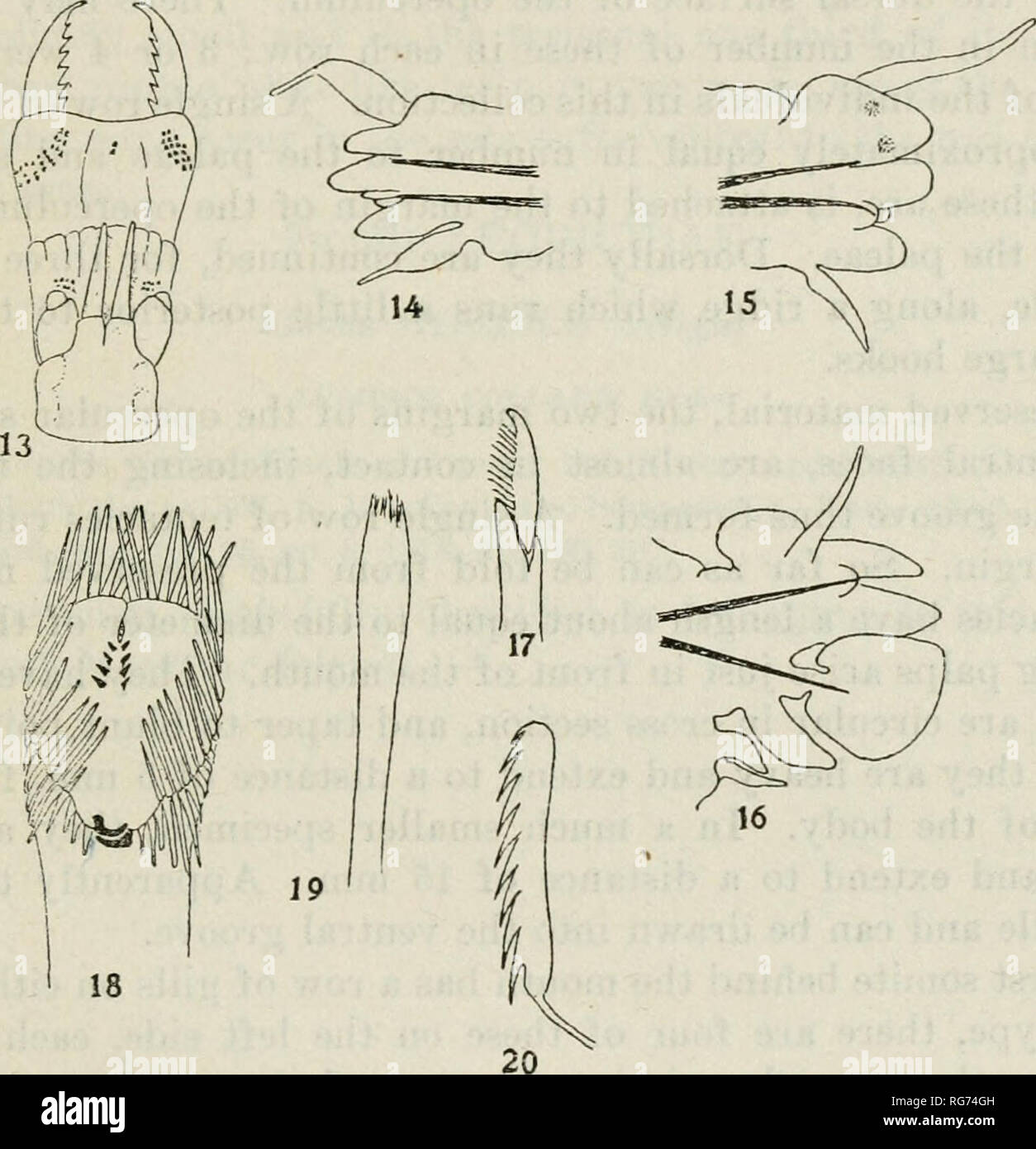 . Bulletin - United States National Museum. Science. ADDITION TO POLYCHAETOUS ANNELIDS 191 This differs from other genera in that it has only one row of paleae, the place of the inner row being taken by the V-shaped ar- rangement of hooks. Genotype.—Monorchos philippinensis, new species. MONORCHOS PHILIPPINENSIS, new species Figures IS to 20. A number of individuals were collected at D 5526, between Siquijor and Bohol Islands, 9° 12' 45&quot; N., 123° 45' 30&quot; E., August 10, 1909,. Figs. 13 to 20, Nereis masalacbnsis Grdbe. 13, prostomium X 20; 14, third para- podicm of male X 45; 15, tent Stock Photo