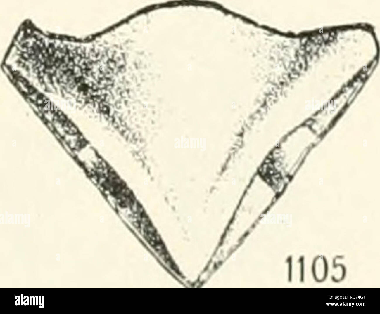 . Bulletin - United States National Museum. Science. 1100 1104 1108. '01 X^ 1105 Proximal Brachials of Antedon bifida. Please note that these images are extracted from scanned page images that may have been digitally enhanced for readability - coloration and appearance of these illustrations may not perfectly resemble the original work.. United States National Museum; Smithsonian Institution; United States. Dept. of the Interior. Washington : Smithsonian Institution Press, [etc. ]; for sale by the Supt. of Docs. , U. S. Govt Print. Off. Stock Photo