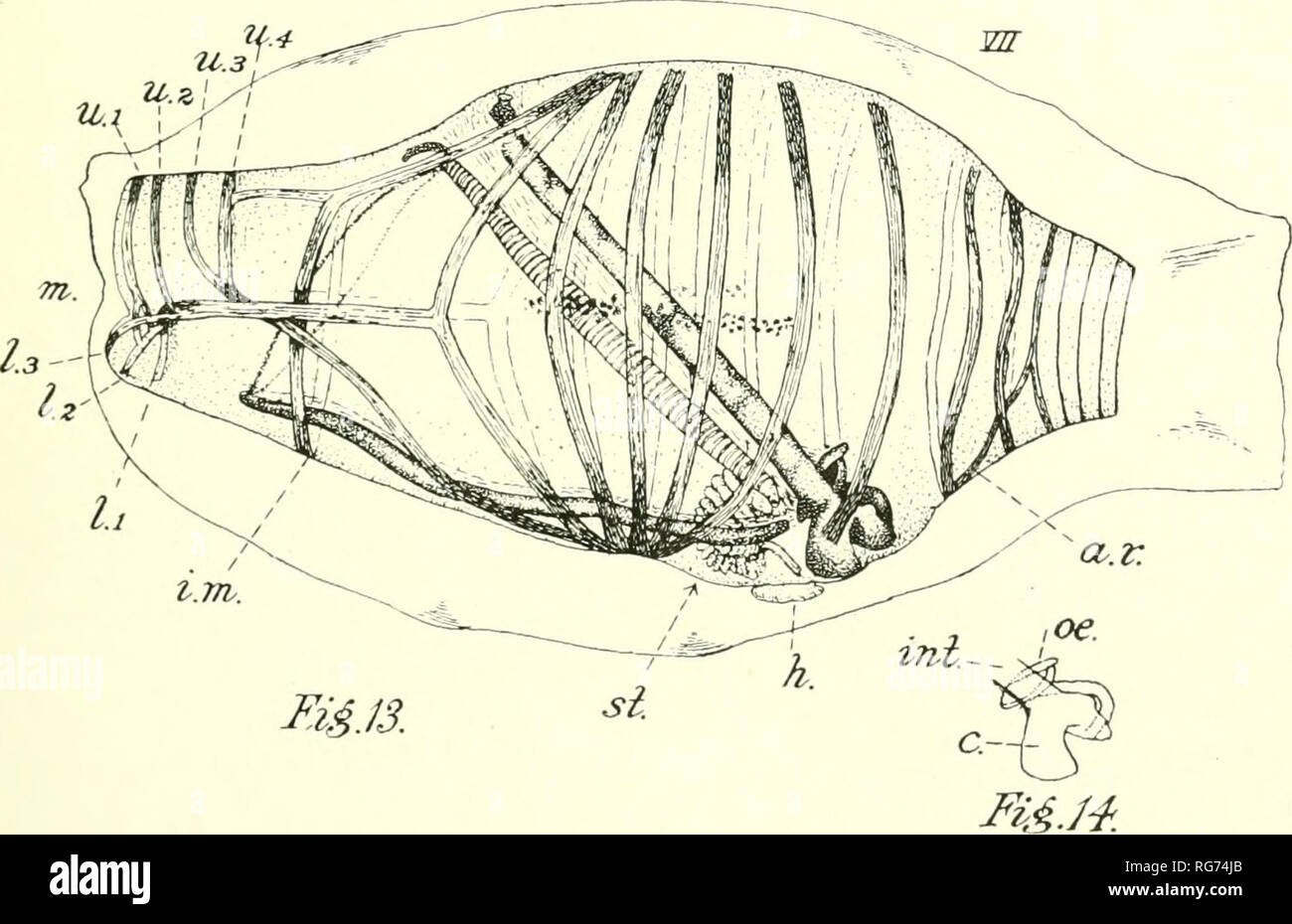 . Bulletin - United States National Museum. Science. MSJ2 I IT JEW V w. CL.O. II, Cyclosalpa affinis, Aggregated Form, Ganglion and Eye from Right Side; 12, C. affinis, Aggregated Form, Aperture of Ciliated Funnel; 13, C. floridana, Solitary Form, from Left Side, â 9; 14, C. FLORIDANA, SOLITARY FORM, THE GUT DRAWN IN OUTLINE. For explanation of plate see page 181.. Please note that these images are extracted from scanned page images that may have been digitally enhanced for readability - coloration and appearance of these illustrations may not perfectly resemble the original work.. United Stat Stock Photo