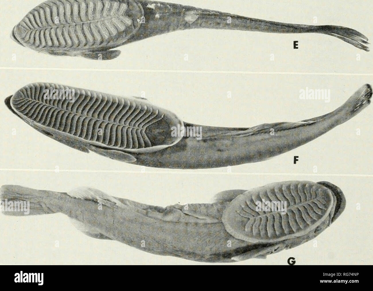 . Bulletin - United States National Museum. Science. -^mm^v&quot;. A, Echeneis naucrates Linnaeus, USNM 152123, 544 mm. in standard length, from Guam- B, Phtheirichthys hnealus (Menzies), USNM 149972, 125 mm., off coast of Georgia,' C, Remora remora (Linnaeus), USNM 83809, 129 mm., from Atlantic City, New Jersey! D, Remora brachyptera (Lowe), CNHM 41291, 136 mm., from the Galapagos Is.; e' Remora osteochir (Cuvier), USNM 153581, 204 mm., from Cuba; F, Remora aus'irali's (Bennett), UiMMZ 164784, 149 mm., from Japan; G, Remorina albescens (Temminck and Schlegel), UMMZ 164785, 159 mm., from Japan Stock Photo