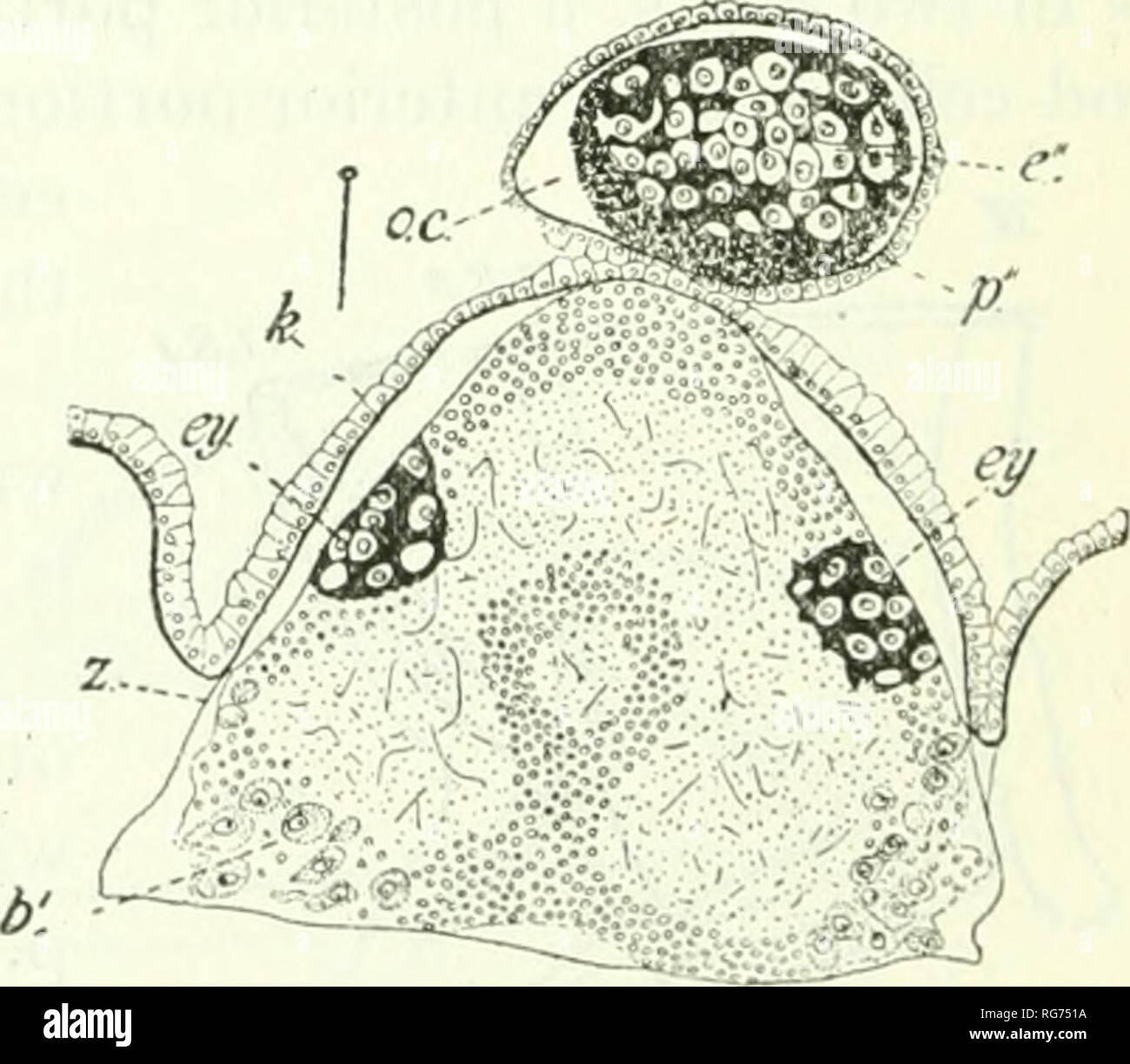 . Bulletin - United States National Museum. Science. Fig. 126.—Pegea confedeeata, aggregated form, somewhat oblique vertical section of the gan- glion and dorsal eyes. x 170 diameters. from Metcalf (1893, c). of the eye (posterior limbs) has its pigment ventral and its rod-cells dorsal and the optic nerve passes up over the limbs of the eye to reach its dorsally lying rod-cells. In Pegea these relations are exactly reversed in the corresponding portions of the eye {e'). The pigment is dorsal and the nerve fibers reach the rod-cells di- rectly from the ganglion. Of course, if no inversion has o Stock Photo