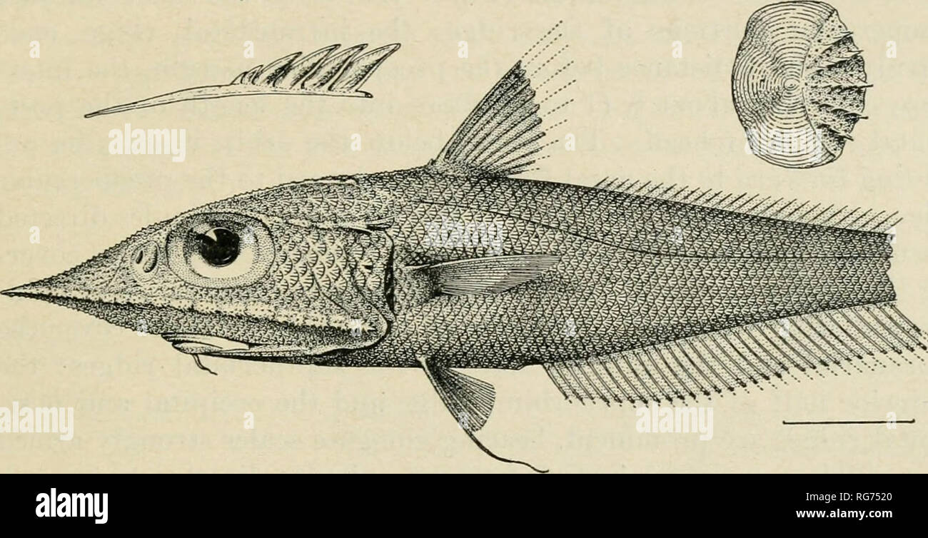 . Bulletin - United States National Museum. Science. PHILIPPINE MACROTJKOID FISHES—GILBERT AND HUBBS. 495 Pyloric caeca 21 in two paratypes of medium size, 19 in the largest specimen. The scales are relatively large, being in 4£ (to 5) rows from the origin of the second dorsal fin to, but excluding, the lateral line series, in 5^ series between the second dorsal and the end of the anterior curve of the lateral line, which is located behind the opercu- lar angle a distance two-thirds as long as the head; behind this point the number of scale rows dorsal to the lateral line again decreases. The  Stock Photo