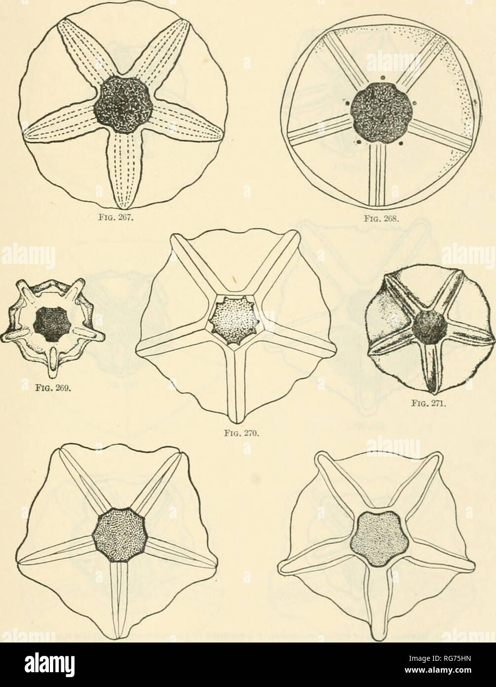 . Bulletin - United States National Museum. Science. MONOGRAPH OF THE EXISCTNG CKINOIDS. 259. Fig. 272. Flo. 273. Fias. 207-273.—267, Ventral view of tue centrodorsvl of a sPEcniES of Ptilomeira hOlleri from Sydney, New South Wales. 2a8, Ventral view of tue cestrodorsal of a specimen of Astebometra macropoda from southwestern Japan. 209, Ventral view of the centrodorsal of a specimen of Stesometra quinquecostata from the Ki Islands (AFTER p. H. Carpenter). 270, Ventral view of the centrodorsal of a specimen of Parametra orion from southern J.vPAN. 271, Ventral view of the centrodorsal of a spe Stock Photo