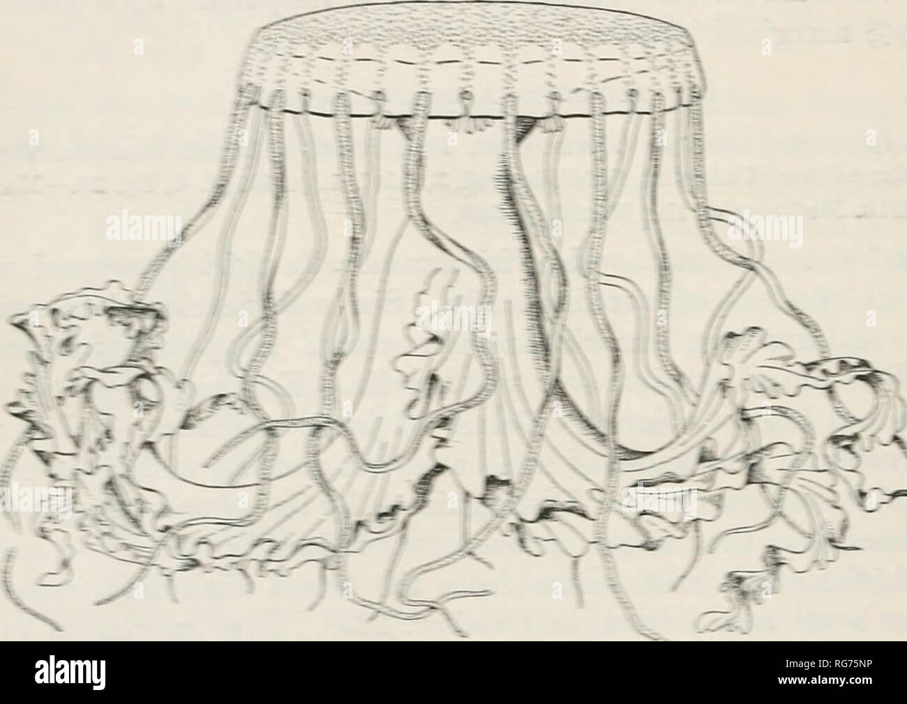 Bulletin United States National Museum Science Tzr Sra As Y R Llr I1 Records A D Tylomiit A From Thf Iich He Behy Ientical A With P Minyuorivrkm The Bell Is