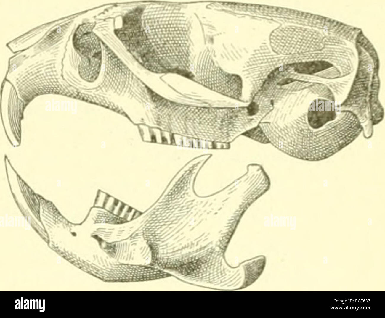. Bulletin - United States National Museum. Science. Fig. 125. Mi&lt; eotus califorxicus. Skull, a, dorsal view; b, ventraj, view; c, lateral view. Description.—Size, large; mamma?, P.f,A#, I.|=4 pairs: skull (fig. 125) massive with rostral portion short and depressed; teeth as shown in fig. 126; coloration similar to Microtus edax; pelage full, long, and rather soft; plantar tubercles, 6. Color.—Upper parts bistre enlivened by tawny and black hairs, shading to grayish drab on sides and rump; under parts plumbeous, overlaid by hoary tips to the hairs; tail not distinctly bicolor, but dusky abo Stock Photo