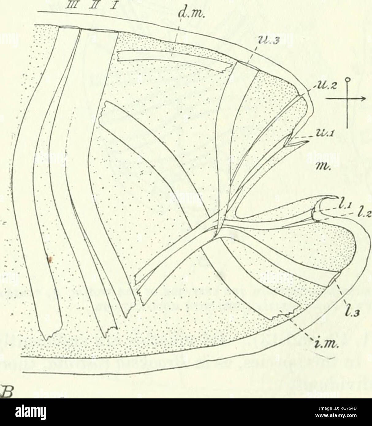 . Bulletin - United States National Museum. Science. Cyclosalpa affinis (pi. 3, fig. 10), C. Jloridana (pis. 4, 5, and 6), and C. baked (pis. 7, 8, 9, and 10), arising on each side of the body from the last body muscle, and running to the vis- cera. Note, however, that in these Cyclosal- pas this delicate strand arises from the ante- rior branch of the last body muscle while in Apsteinia punctata it arises from the poste- rior branch of this mus- cle. All the body mus- cles are interrupted ventrally. The inter- mediate muscle is pres- ent on each side as a broad band, much longer on one side t Stock Photo