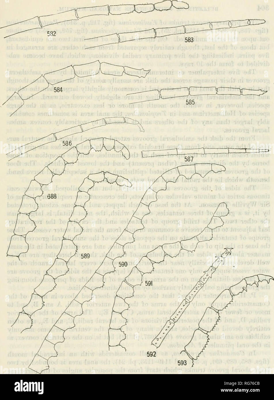 . Bulletin - United States National Museum. Science. Figs. 582-593.—Pinndle tips op vabioos comatdlids. 582. Leptometra ckltica, lateral view. 683. Same, dorsal tiew. 584. Hathbouetba pbolixa, lateral view. 585. Samb, dorsal view. 586. Hathrometba sarsii, lateral view. 587. Same, dorsal view. 588. Florometba uagellanica, tip OF Pi. 589. Same. 590. Florometba pebplexa, tip of Pj. 591. Florometba magellanica, tip OF Pi. 592. COMATILIA lEIDOMETRIFORMIS, DORSAL VIEW. 593. SAME, LATEBAL VIEW. 303. Please note that these images are extracted from scanned page images that may have been digitally enha Stock Photo