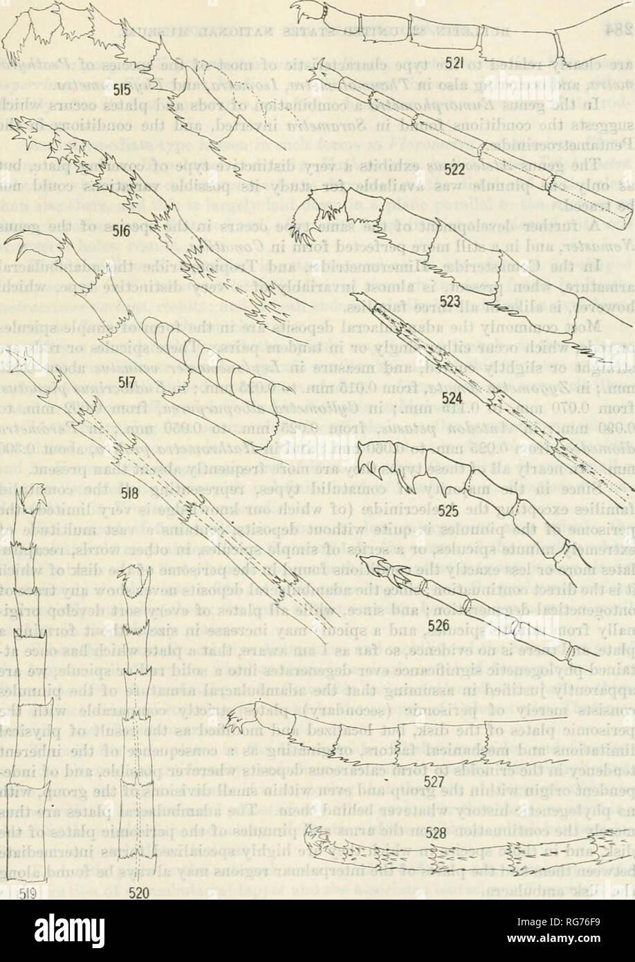 . Bulletin - United States National Museum. Science. fios. 515-528. pinnlle tips of vaeiocs comatui.ids. 515. ockaxometr annandalei, latkkal view 516. Same, dobsal view. 517. Astbkometra macropoda, lateral view. 518. Same, doilsal view 519. Astekometea macbopoda, lateral view. 520. Same, dorsal view. 521. Stvlometra spinifera LATERAL VIEW. 522. SAME, DORSAL VIEW. 523. THALASSOMETHA ATTDND.kTA, LATERAL VIEW. 524 Same, dorsal view. 525. Comanthis tuichoptera, lateral view. 526. Same, dorsal view. 527 THALASSOMETRA ATTENUATA, LATERAL VIEW. 528. SAME, DORSAL VIEW. 283. Please note that these imag Stock Photo