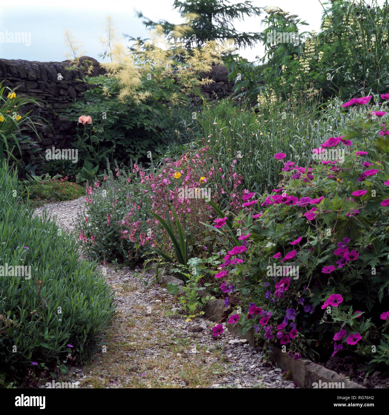 Tall pink Geranium Psilostemon in summer border with aruncus Stock Photo