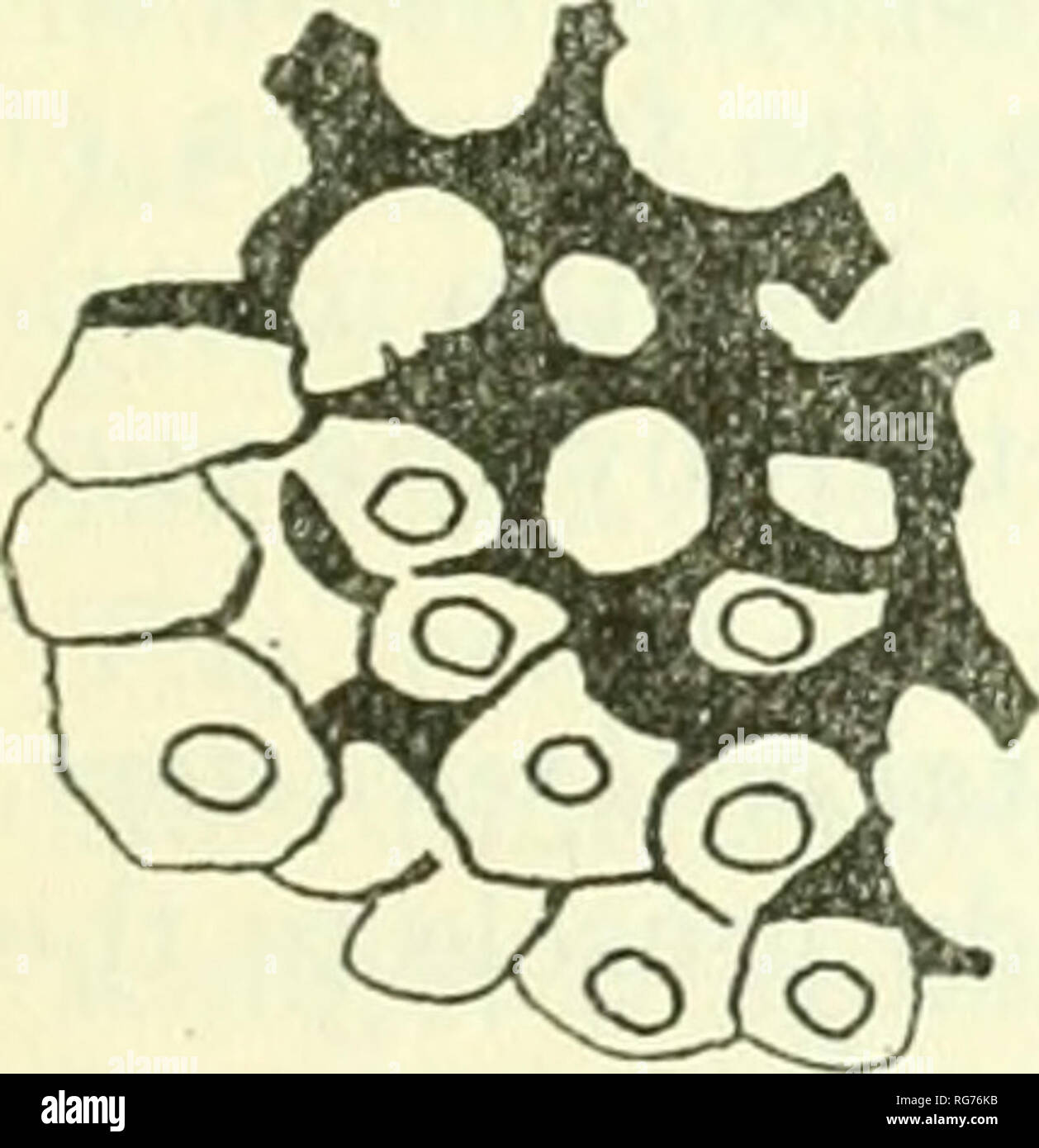 . Bulletin - United States National Museum. Science. vol. 2, pt. 2.] A TAXONOMIC STUDY OF THE SALPIDAE METCALF. 11 series of increasingly developed eyes. The character of the rod cells in the imperfect eyes of the more aberrant Salpidae seems clearly to indicate degeneration. A typical rod cell from any well-developed Salpa eye would be about as shown in figure 1. Compare this with a group of rod cells from, say, Pegea confed erata (fig. 2). In the former the glassy mod- ification of the protoplasm, which constitutes the &quot;rod&quot; (represented in black in the figures), is regular and is  Stock Photo