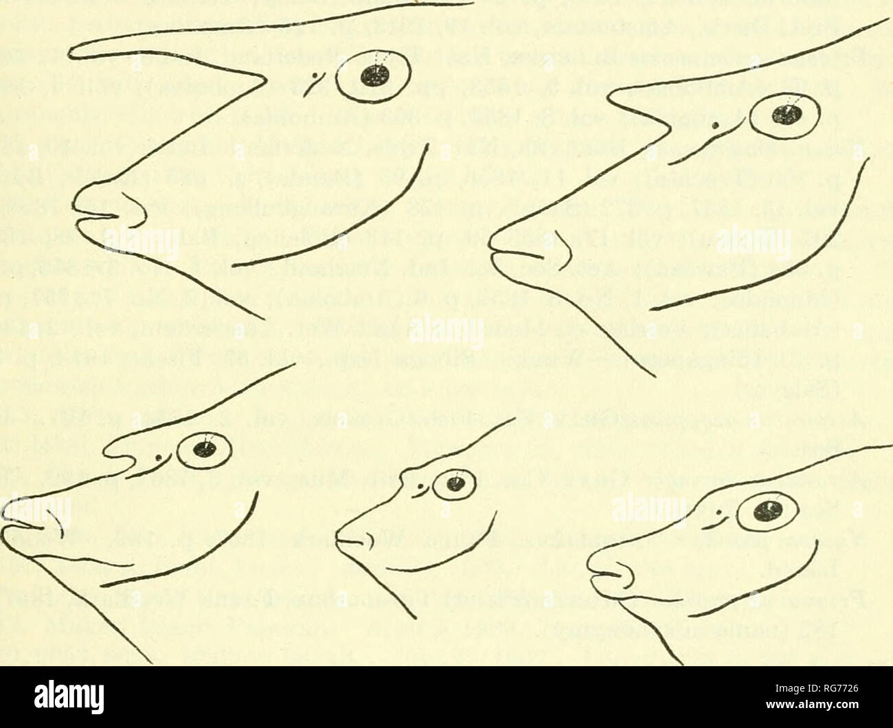 . Bulletin - United States National Museum. Science. FISHES OF THE PHILIPPINE AND ADJACENT SEAS 265 Fish., vol. 26, 1906 (1907), p. 98 (San Fabian).—Ogilby, Mem. Queens- land Mus., vol. 3, 1915, p. 135 (Dunk Island, Raine Island, Cape More- ton). Monoceros unicornis Snyder. Proc. U. S. Nat. Mus., vol. 42, 1912, p. 510 (Okinawa).—?Barnard, Ann. South Afric. Mus., vol. 21, pt. 2, Oct. 1927, p. 781 (Mozambique). Naso unicornis Fowler, Copeia, No. 58, June 18, 1918, p. 64 (Philippines).— Herre, Philippine Journ. Sci., vol. 34, No. 4, Dec. 1927, p 455, pi. 6, fig. 1, text fig. 2 (Tandubas, Bantayan Stock Photo