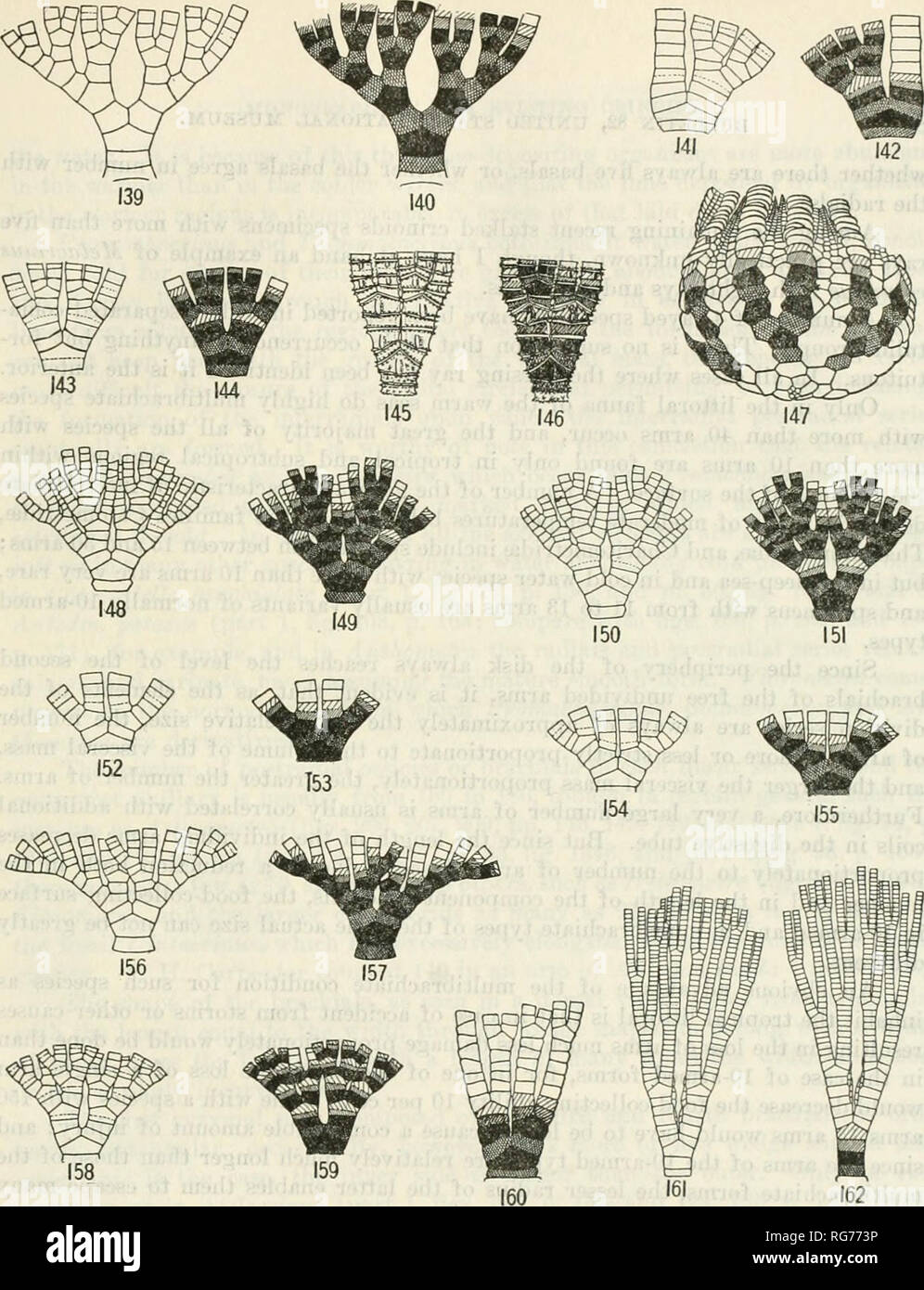 . Bulletin - United States National Museum. Science. Figs. 139-162.—PboximaIj Pobtion of Post-Radial Series of various Comatulids. 139. Radial, DIVISION series and ARM BASES OF PONTIOMETBA ANDBRSONI. 140. SAME, WITH HOMOLOGIES OP OSSICLES INDICATED. 141. DIVISION SEKIBS AND PROXIMAL BRACHIALS OF CRASPEDOMETRA .iCUTI- ciRRA. 142. Same, with homologies of ossicles indicated. 143. Division series and asm BASES OF Ztgometea comata. 144. Same, with homologies op ossicles indicated. 145. Radial, DIVISIO.V SERIE.S AND PROXIMAL BRACHIALS OF OCEANOMEXRA GIG.VNTEA. 146. Sa.ME, WITH HOMOLOGIES OF OSSICLE Stock Photo