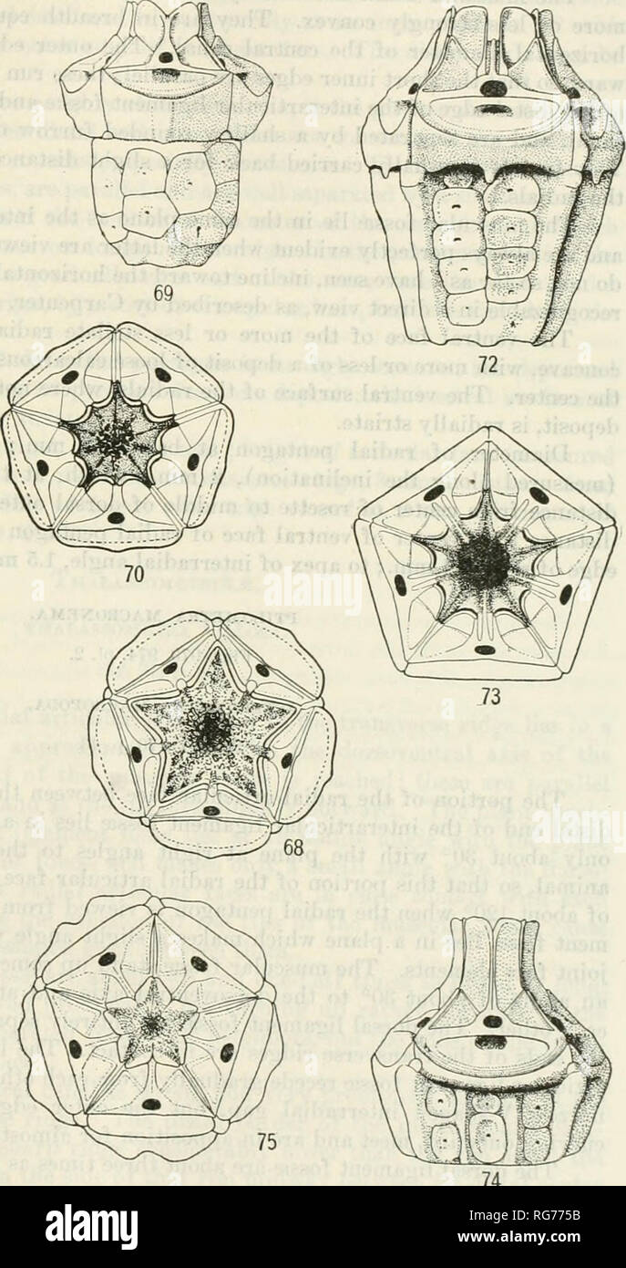 . Bulletin - United States National Museum. Science. FIGS. 65-,o.—RADIAL Pentagons of various Comatdlids. 65. Nbometra multicolob, lateral view of BADIALS AND CENTRODOESAL. 66. SaME, VENTRAL VIEW OF RADIAL PENTAGON. 67. PTILOMETBA MOLLERI lateral view of radials and centrodorsal. 68. Same, ventral view of radial pentagon 69' ASTEROMETRA MACROPODA, lateral view of radials and CENTRODORSAL. 70 SA.ME VENTRAL v'lEW OF RADIAL PENTAGON, 71. TlIALASSOMETRA VILLOSA, LAl'EEAL VIEW OF RADIALS AND CENTRODORSAL 72 STVLOMETRA SPINIFEKA, LATERAL VIEW OF BADIALS AND CB.NTRODORSAL. 73. SAME, VENTRAL VIEW OF R Stock Photo