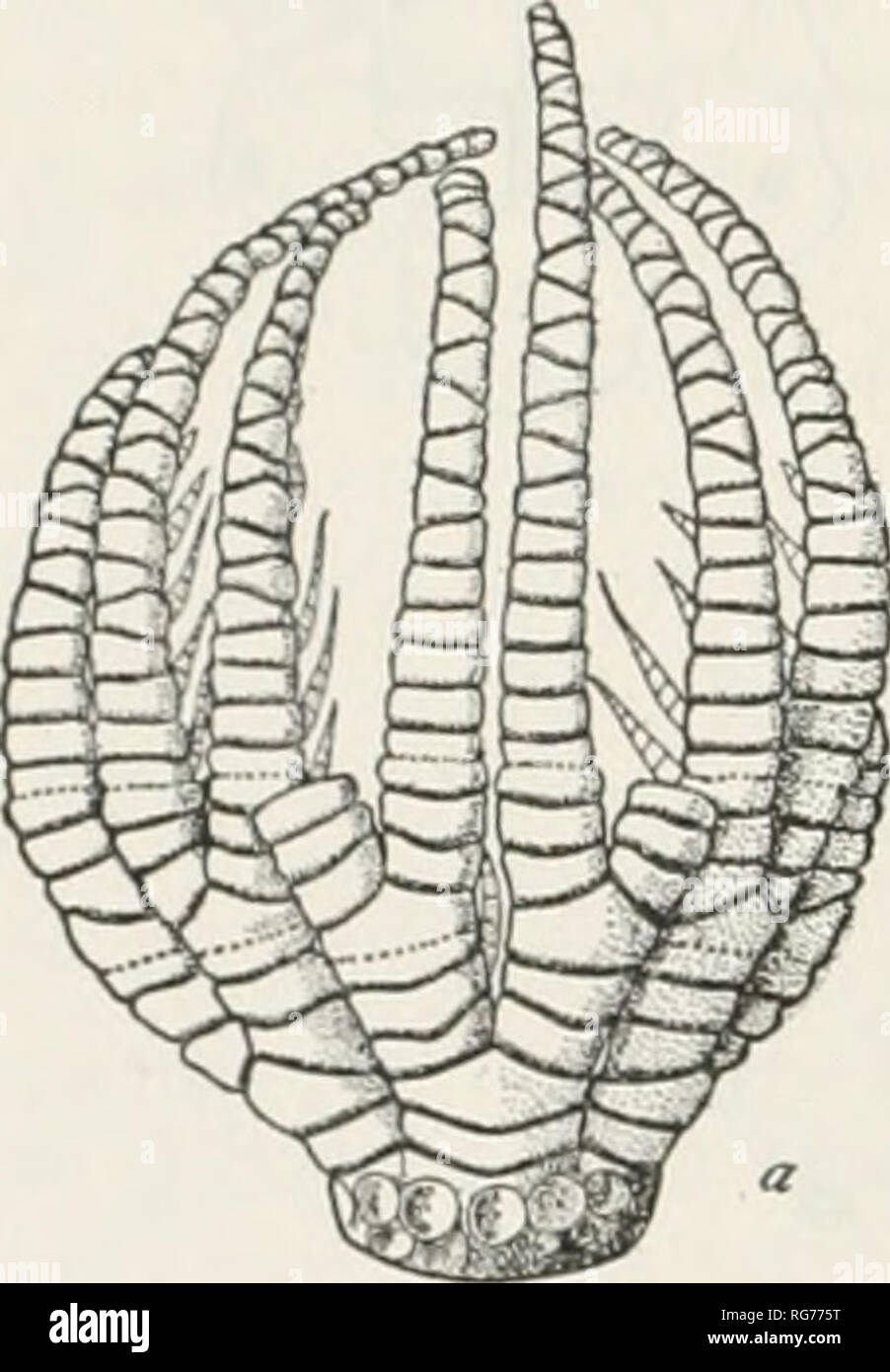 . Bulletin - United States National Museum. Science. 128 BULLETIN 82, UNITED STATES NATIONAL MUSEUM. But in most primitive echinoderms, such as the stalked cimoids, blastoids, and cystideans, a permanent attachment by an elongated cephalic stalk, in typical cirriped fashion, was the almost invariable rule, and no doubt represented the primitive condition for the whole class. When an echinoderm docs become free it acquires only a very limited power of locomotion and of coordinated movement. Its characteristic lack of efficiency in this respect is due not so much to its simple or primitive struc Stock Photo