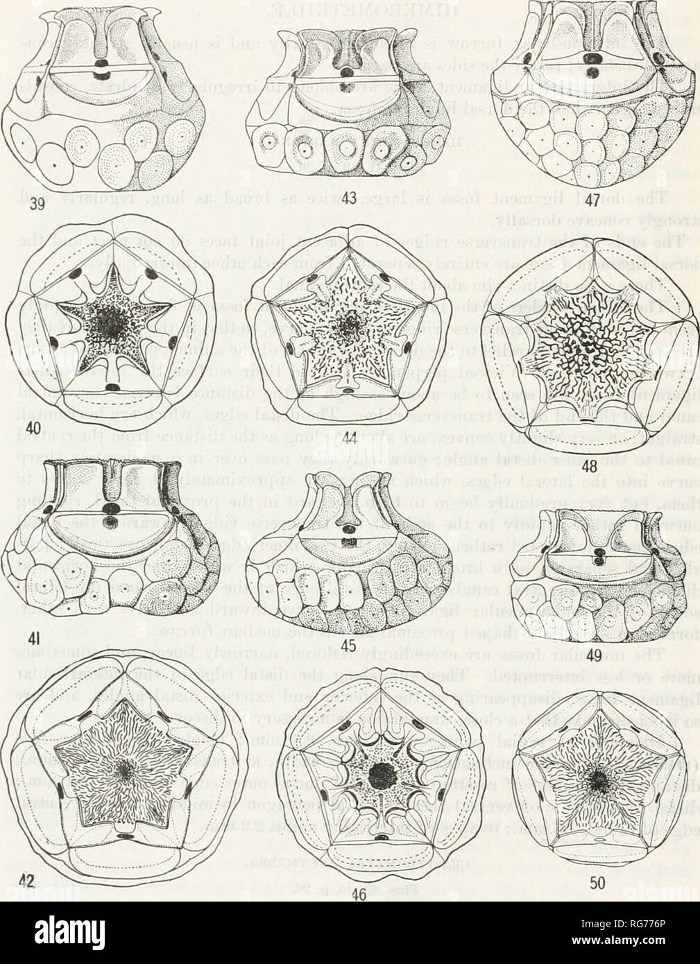 . Bulletin - United States National Museum. Science. 26 BULLETIjS' 82, UNITED STATES NATIONAL MUSEUM.. Has. 39-50.—Radial Pextagoxs of various Comatumds. :«&gt;. Amphimetra ensifer, lateral view of RADIALS AND CENTRODORSAL. 40. SAME, VENTRAL VIEW OP RADIAL PE.XTAGON. 41. HiMEROMETRA MAR- TENSI, LATERAL VIEW OF RADIALS AND CENTRODORSAL. 42. SAME, VENTRAL VIEW OP R.iDIAL PENTAGON 4.5. CRASPEDO.METRA ACUTICIRRA, LATERAL VIEW OF RADIALS AND CENTRADORSAL. 44. SAME, VENTR VL VIEW OP RADIAL PENTAGON. 45. HETEROMETRA BEY.XAIDII, LATERAL VIEW OF RADIALS AND CENTUADORSU. 46 SAME VENTRAL VIEW OF RADIAL P Stock Photo