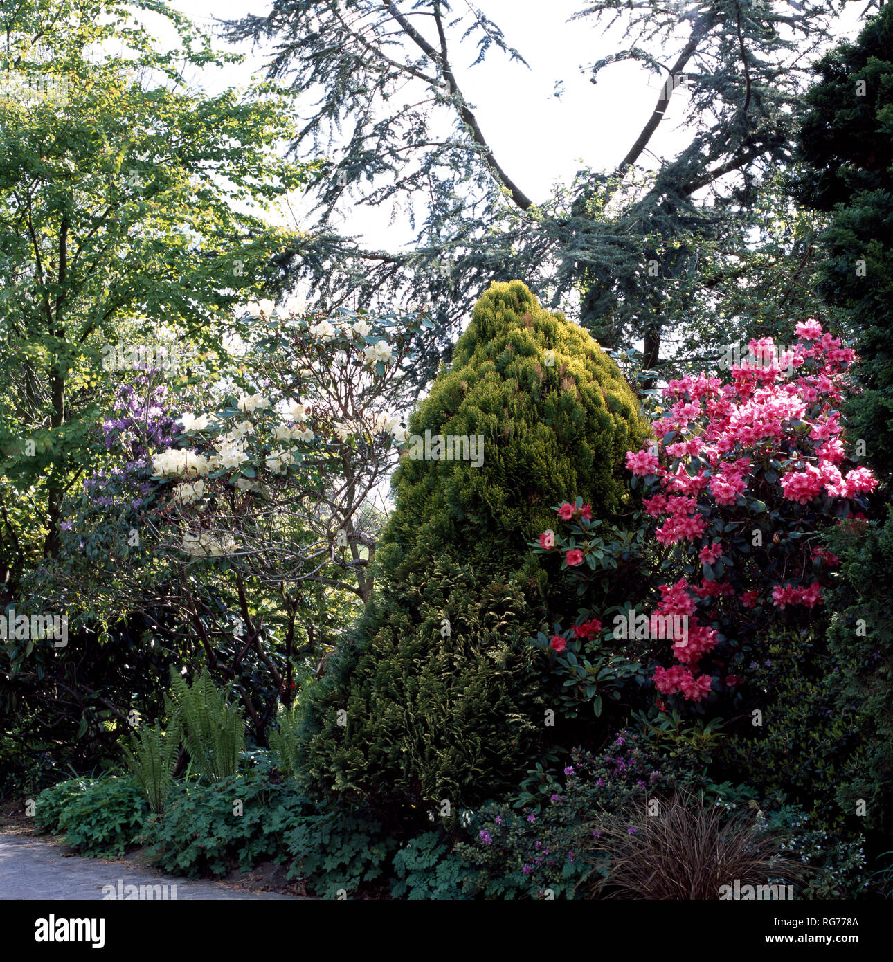 Pink rhododendron and conifer in spring border Stock Photo