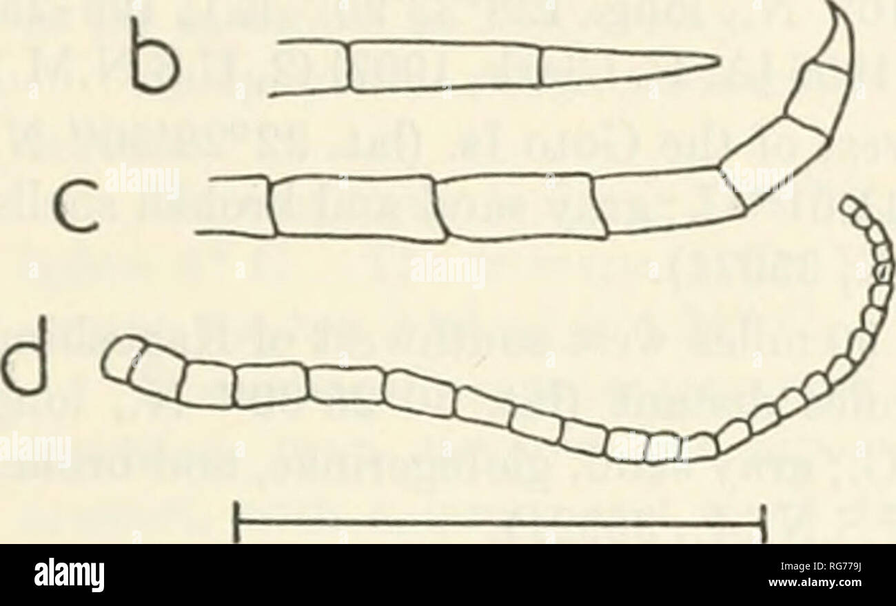 . Bulletin - United States National Museum. Science. 3 mm. Figure 50.—Ptntamilrocrinus japonicus (P. H. Carpenter): a, Syntype; b, U.S.N.M., 35924, Albatross station 4900, tip of large cirrus; c, tip of peripheral cirrus of small specimen, arm width at first syzygy 0.8 mm.; d, Pj. 3mm Pentametrocrinus japonicus can be distinguished at a glance from P. varians, with which it is frequently associated, by its more robust and massive appearance. In color the two are practically identical. Abnormal specimen.—la one of the arms of one of the 2 examples dredged by the Siboga at station 211 the first  Stock Photo