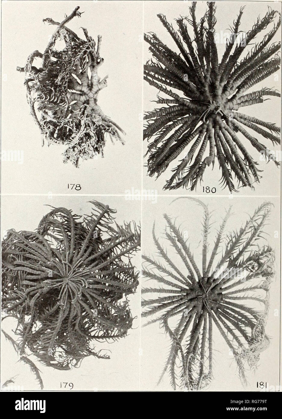 . Bulletin - United States National Museum. Science. U. S. NATIONAL MUSEUM BULLETIN 82. PART 3 PL. 64. COMANTHERIA BRIAREUS. COMANTHINA SCHLEGELII. COMASTER SCHONOVI. AND COMANTHUS TIMORENSIS. Please note that these images are extracted from scanned page images that may have been digitally enhanced for readability - coloration and appearance of these illustrations may not perfectly resemble the original work.. United States National Museum; Smithsonian Institution; United States. Dept. of the Interior. Washington : Smithsonian Institution Press, [etc. ]; for sale by the Supt. of Docs. , U. S.  Stock Photo