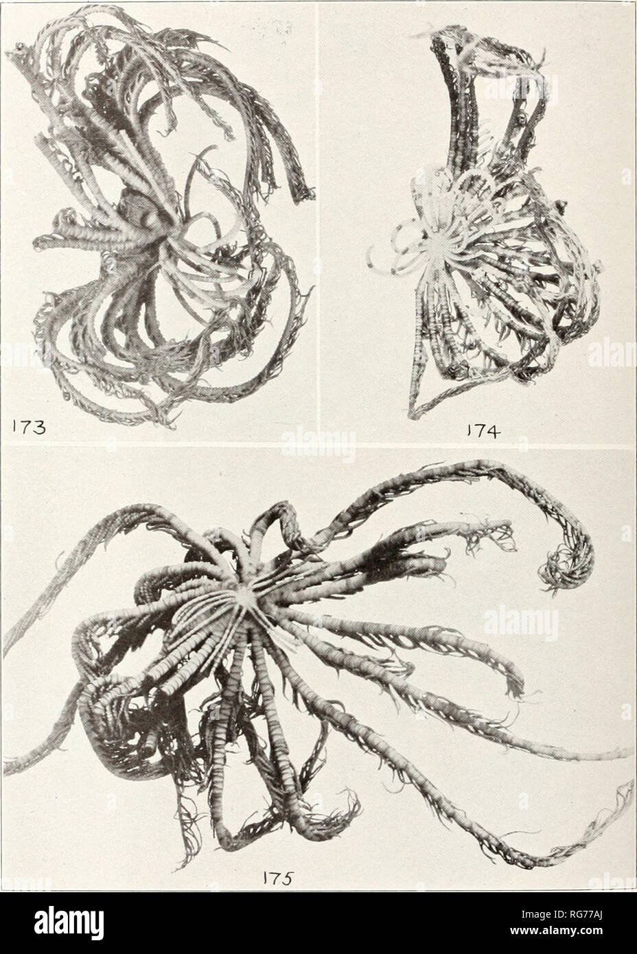 . Bulletin - United States National Museum. Science. U. S NATIONAL MUSEUM JLLETIN 82, PART i Pu. 62. COMANTHERIA IMBRICATA AND C. DELICATA. Please note that these images are extracted from scanned page images that may have been digitally enhanced for readability - coloration and appearance of these illustrations may not perfectly resemble the original work.. United States National Museum; Smithsonian Institution; United States. Dept. of the Interior. Washington : Smithsonian Institution Press, [etc. ]; for sale by the Supt. of Docs. , U. S. Govt Print. Off. Stock Photo