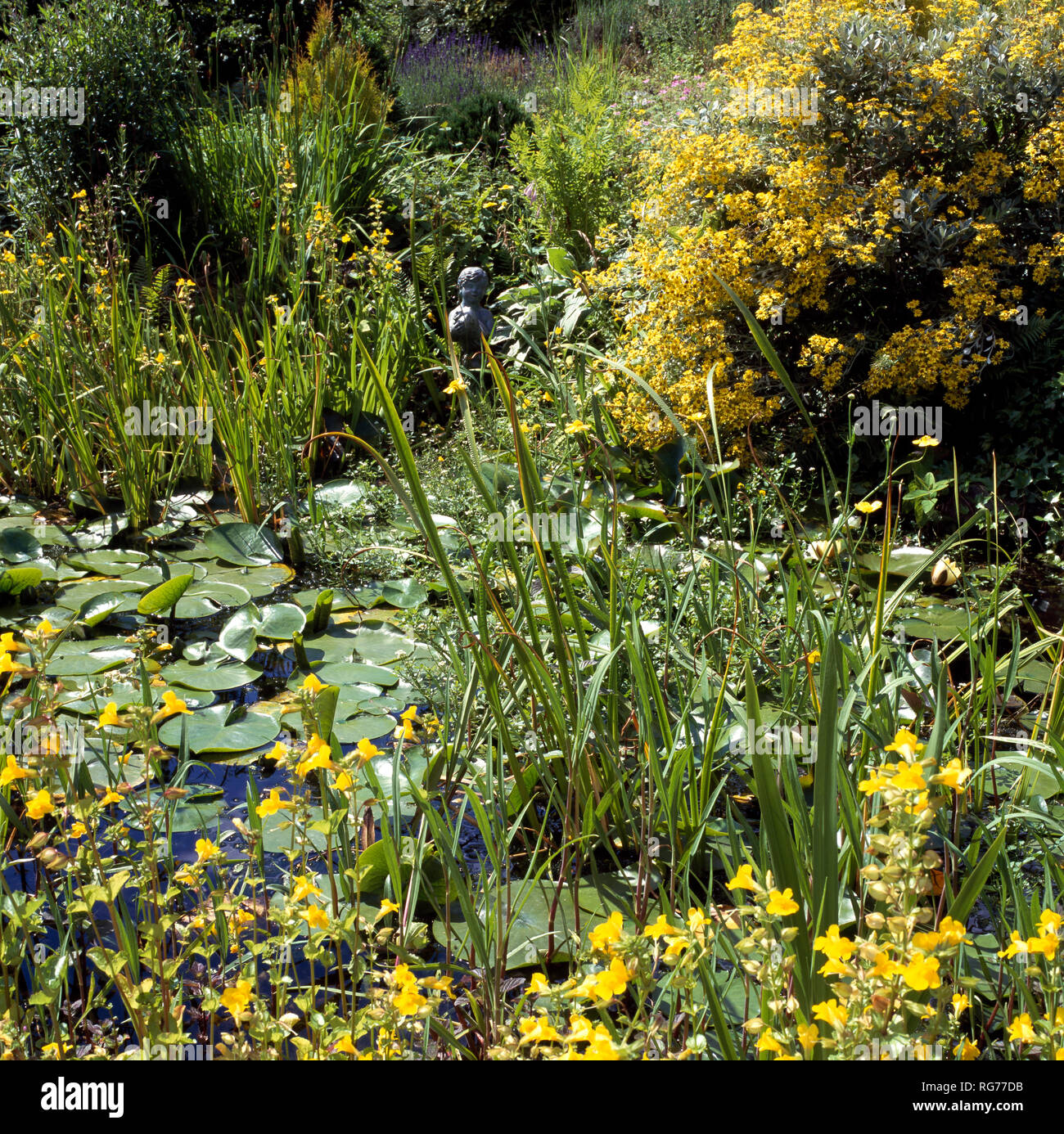 Garden pond shrub border hi-res stock photography and images - Alamy