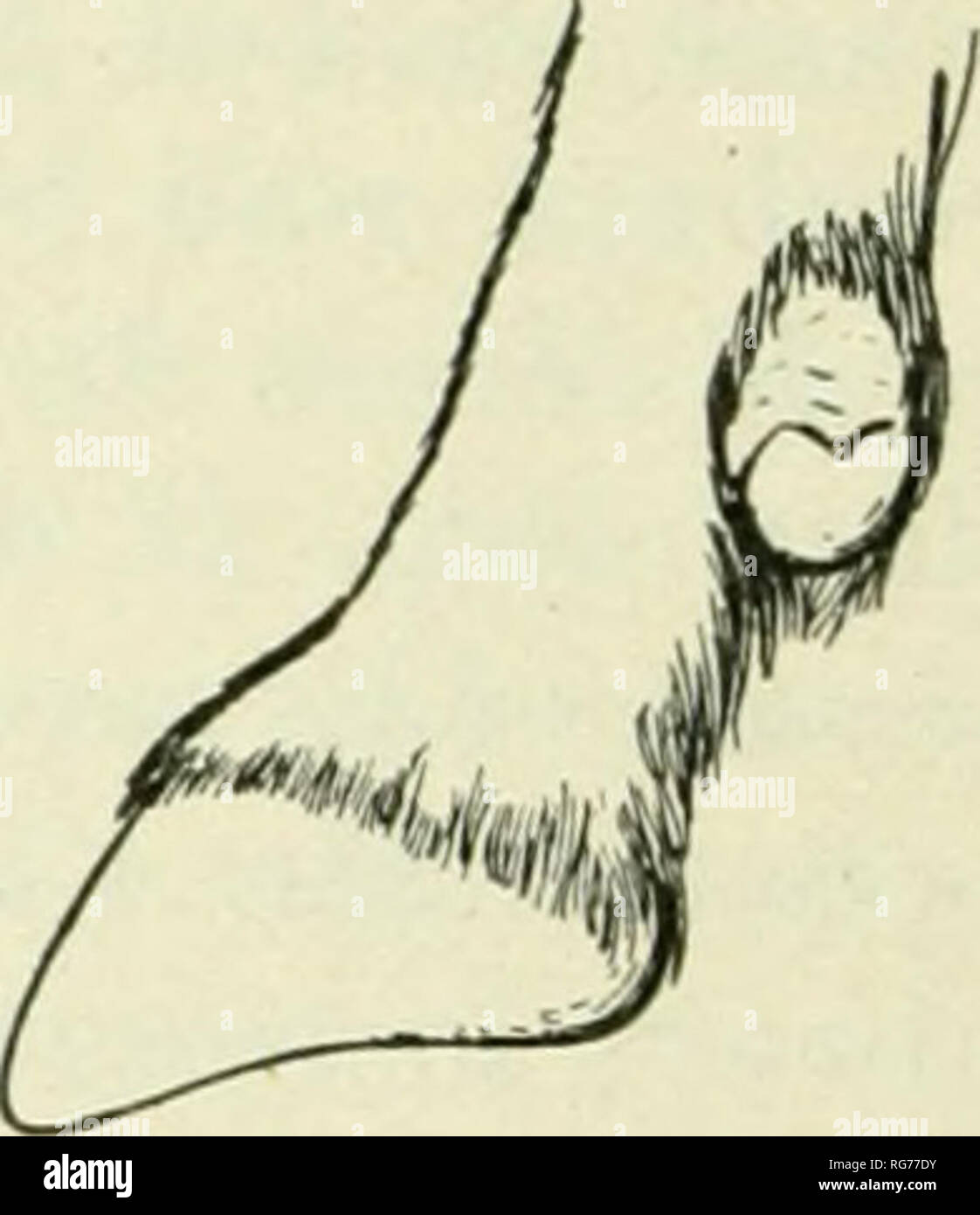 Bulletin United States National Museum. Science. a b c d FlG. 35. OVIS CANADENSIS GAILLARDI. FEET OF ADULT MALE. Cat. No. 21392 U.S.N.M. t AND 6 Forefoot c and d hindfoot