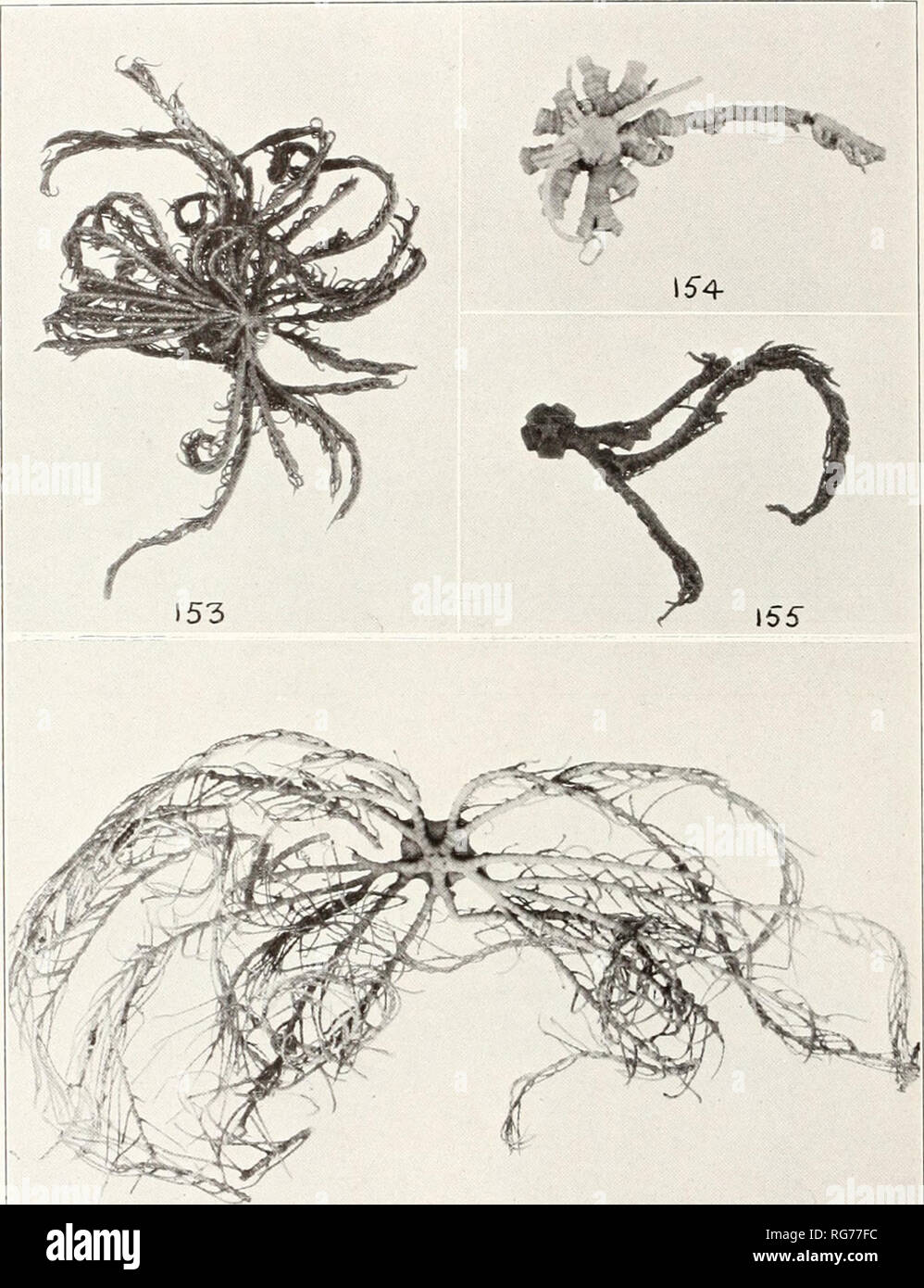 . Bulletin - United States National Museum. Science. U. S- NATIONAL MUSEUM BULLETIN 82. PART 3 PL. 52. t56 COMASTER DISTINCTA, C, SERRATA. AND C. MINIMA. Please note that these images are extracted from scanned page images that may have been digitally enhanced for readability - coloration and appearance of these illustrations may not perfectly resemble the original work.. United States National Museum; Smithsonian Institution; United States. Dept. of the Interior. Washington : Smithsonian Institution Press, [etc. ]; for sale by the Supt. of Docs. , U. S. Govt Print. Off. Stock Photo