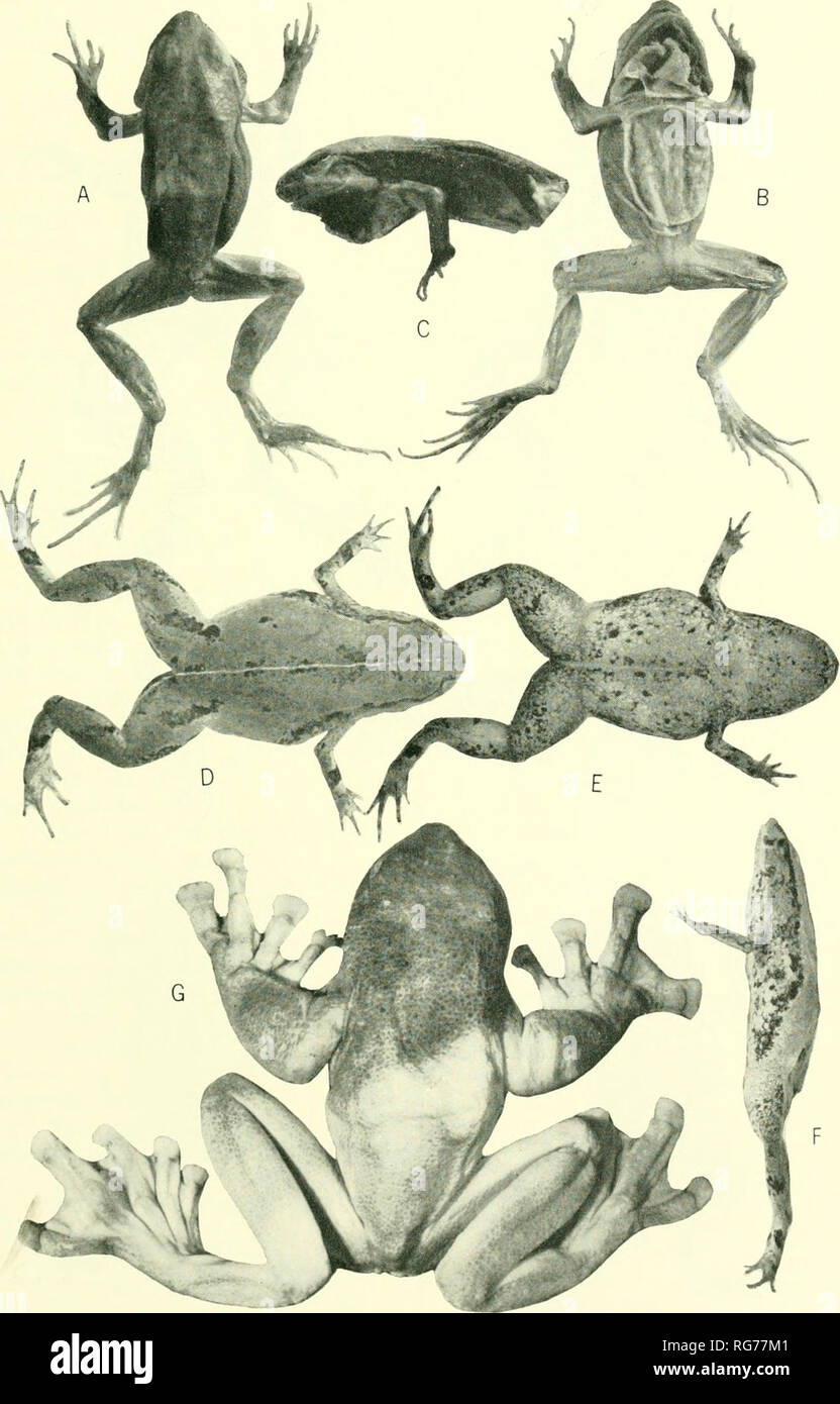 . Bulletin - United States National Museum. Science. FROGS OF COLOMBIA—COCHRAN AND GOIN 639. Plate 67.—a-c: Physalaemus negleclus dunni, holotypc, USNM 147108 (X 1.3). d-f: Geobatrachus walkeri, USNM 150886 (X 1.6). g: Centrolene geckoideum, CNIIM 69703 (X 0.8).. Please note that these images are extracted from scanned page images that may have been digitally enhanced for readability - coloration and appearance of these illustrations may not perfectly resemble the original work.. United States National Museum; Smithsonian Institution; United States. Dept. of the Interior. Washington : Smithson Stock Photo