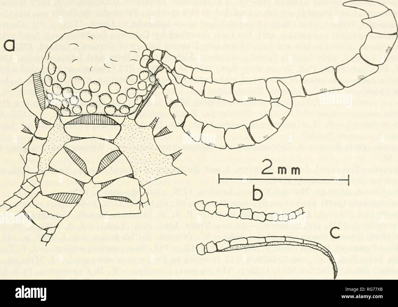 . Bulletin - United States National Museum. Science. A MONOGRAPH OF THE EXISTING CRINOIDS 179. Figure 12.- â Antedon arabica (A. H. Clark), holotype: a, Laterodorsal view of calyx and part of a postradial series; b. Pi; c, P3. Remarks [by A.M.C.].âAs Repometra arabica this species was originally included by Mr. Clark in the subfamily Thysanometrinae, of which the species are mostly from deeper water. On attempting to place it in the keys left by Mr. Clark I found that its characters, particularly those afforded by the cirri, have greater affinity for the characters of the Antedoninae, especial Stock Photo