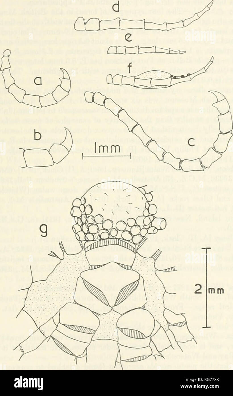 . Bulletin - United States National Museum. Science. A MONOGRAPH OF THE EXISTING CRINOIDS 175 broad, the second about as long as broad, the third about twice as long as broad, and the following becoming gradually elongate. The two fu-st segments are scarcely broader than those following, and the outer segments have moderately expanded articulations.. Figure 11.-0,6. Aniedon serrata A. H.Clark:. g, A. loveni, B.M. 81.10.1.23, type of Aniedon pumUa Bell, laterodorsal view of calyx and postradial series.. Please note that these images are extracted from scanned page images that may have been digi Stock Photo
