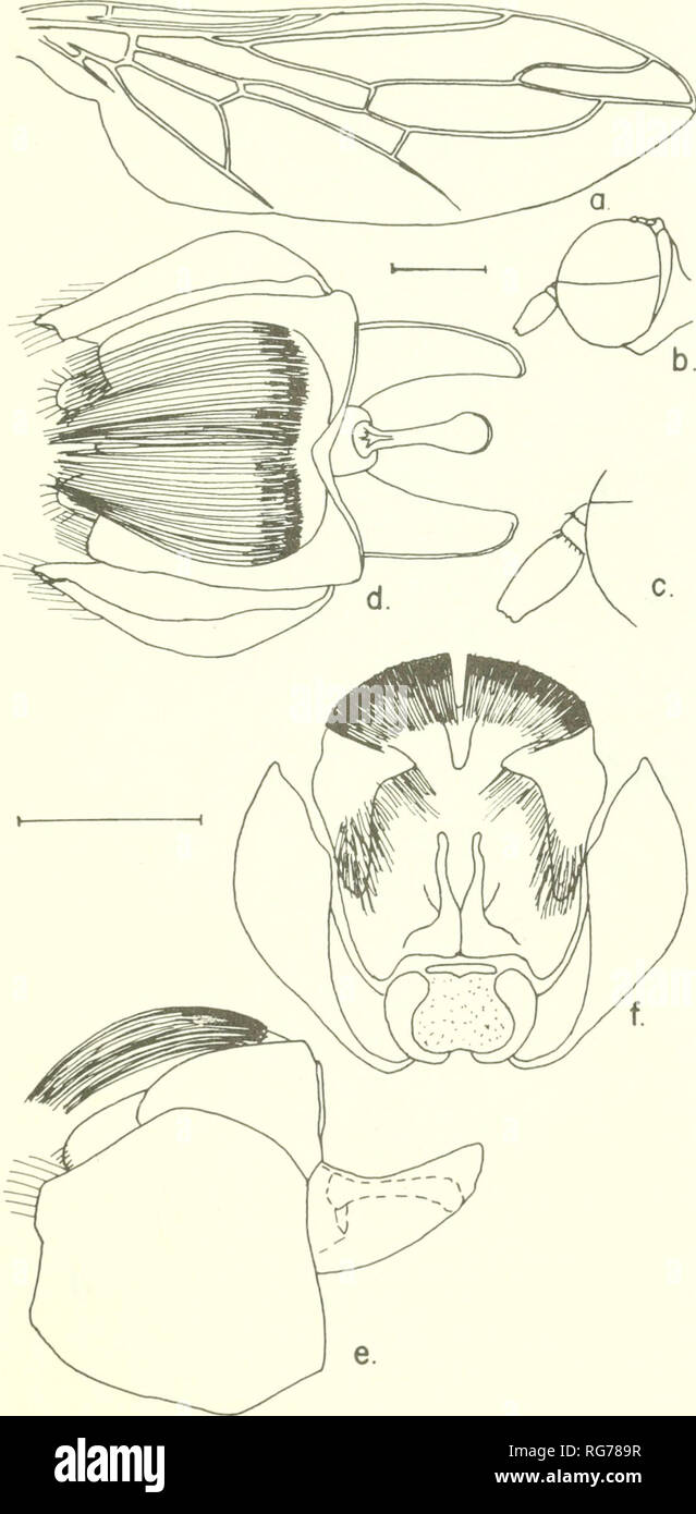 . Bulletin - United States National Museum. Science. SCENOPINIDAE OF THE WORLD 271. Figure. 17S.—Pseudairichia toupeta, new species, male: a, wing; b, lateral aspect of head; c, enlarged detail of antenna; d-f, ventral, lateral and posterior aspects of terminalia.. Please note that these images are extracted from scanned page images that may have been digitally enhanced for readability - coloration and appearance of these illustrations may not perfectly resemble the original work.. United States National Museum; Smithsonian Institution; United States. Dept. of the Interior. Washington : Smiths Stock Photo