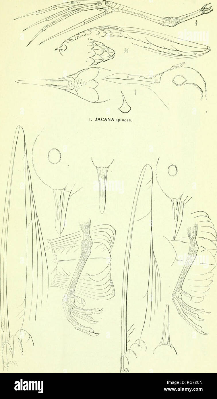 . Bulletin - United States National Museum. Science. U. S. NATIONAL MUSEUM BULLETIN NO. 50. PART 8. PL. I. 2. APHRIZA virgata. ARENARIA intcrproa.. Please note that these images are extracted from scanned page images that may have been digitally enhanced for readability - coloration and appearance of these illustrations may not perfectly resemble the original work.. United States National Museum; Smithsonian Institution; United States. Dept. of the Interior. Washington : Smithsonian Institution Press, [etc. ]; for sale by the Supt. of Docs. , U. S. Govt Print. Off. Stock Photo