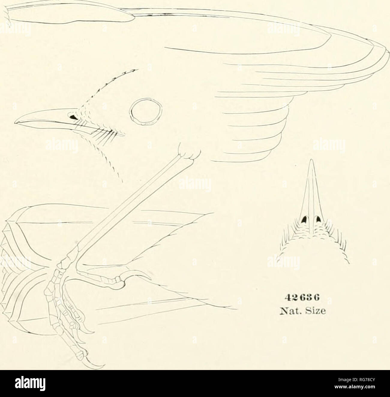. Bulletin - United States National Museum. Science. 3. CYANOSYLVIA suecica. 4. CATHARUS gracilirostris.. ICat. Size 5. CATHARUS dryas.. Please note that these images are extracted from scanned page images that may have been digitally enhanced for readability - coloration and appearance of these illustrations may not perfectly resemble the original work.. United States National Museum; Smithsonian Institution; United States. Dept. of the Interior. Washington : Smithsonian Institution Press, [etc. ]; for sale by the Supt. of Docs. , U. S. Govt Print. Off. Stock Photo