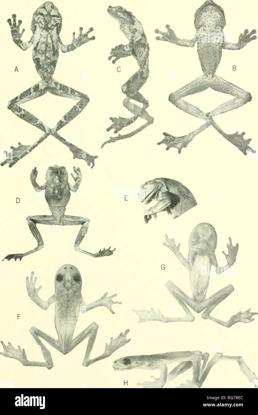 . Bulletin - United States National Museum. Science. FROGS OF COLOMBIA—COCHRAN AND GOIN 601. Plate 29.—a-c: HijJa cabrerai, holotype, I'SNM 152759 (X 0.7). d,e: H. albo- punctulata, BM 1908.5.29.68, type of H. palmeri (X 0.6). f-h: //. albomarginata, CJG 2354 (same size).. Please note that these images are extracted from scanned page images that may have been digitally enhanced for readability - coloration and appearance of these illustrations may not perfectly resemble the original work.. United States National Museum; Smithsonian Institution; United States. Dept. of the Interior. Washington  Stock Photo
