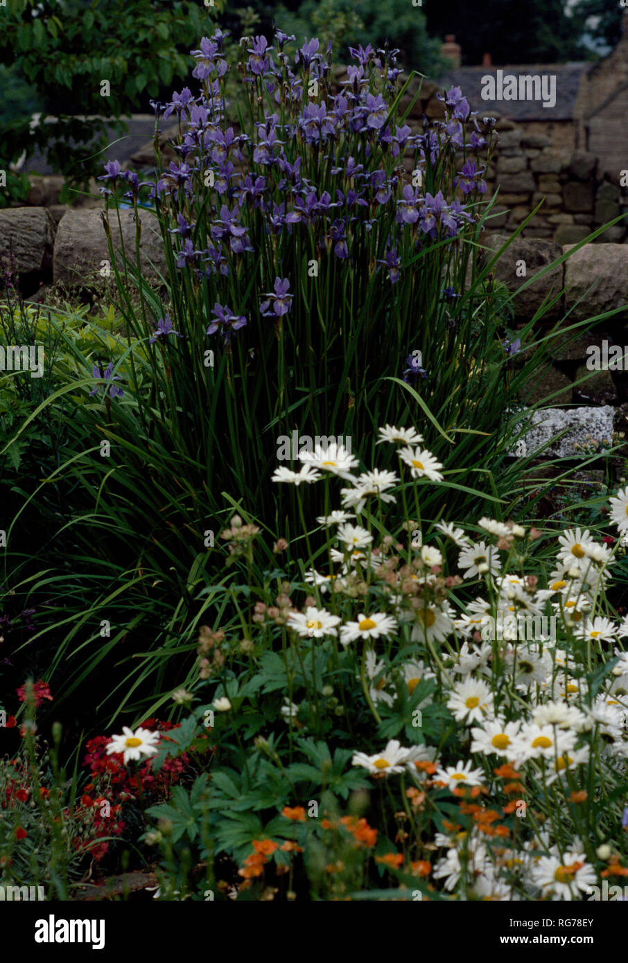 Blue Iris Sibirica and white argyranthemum in spring border Stock Photo