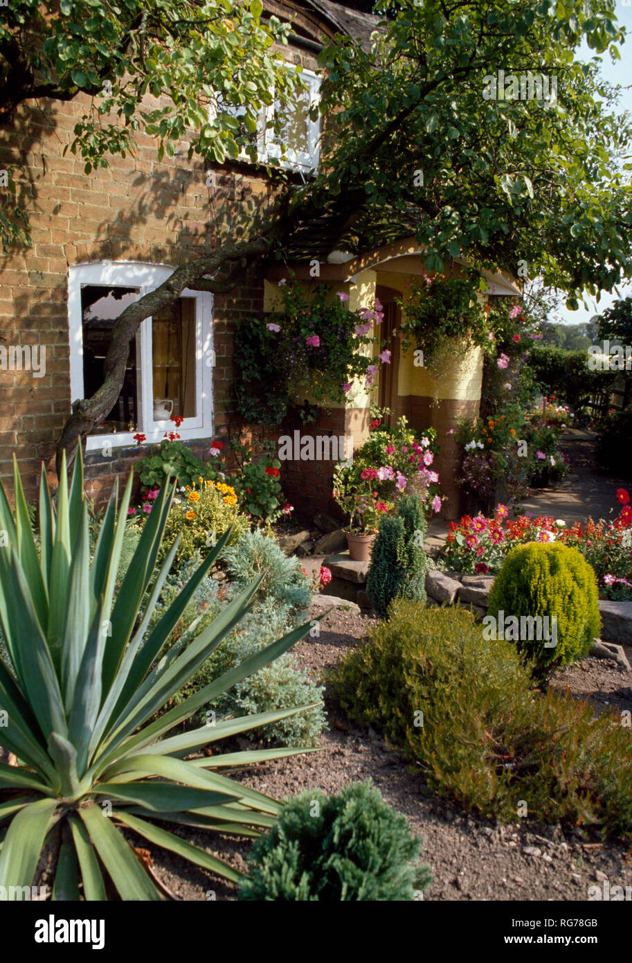 Agave and dwarf conifers in small garden of country cottage Stock Photo