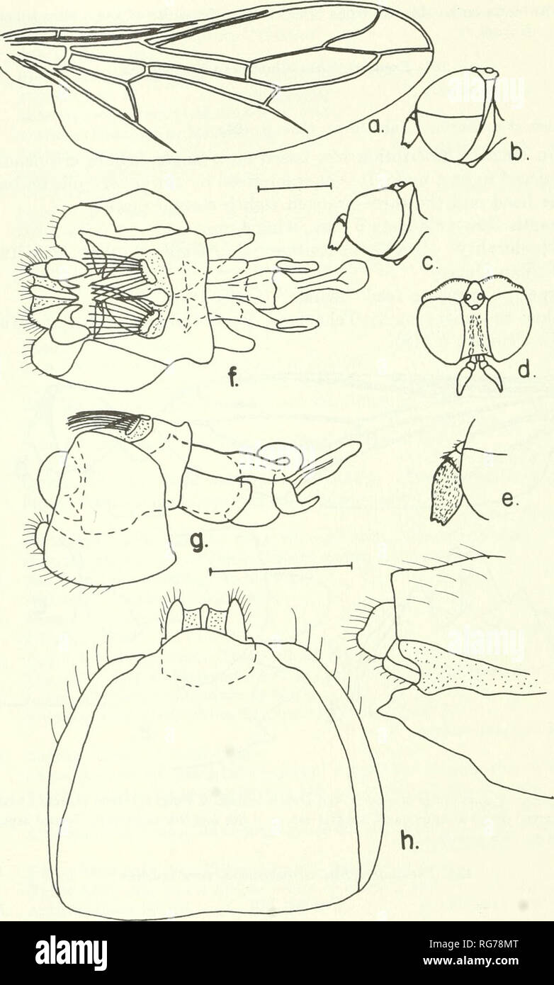 . Bulletin - United States National Museum. Science. 226 U.S. NATIONAL MUSEUM BULLETIN 277. Figure 146.—Pseudatrichia atombomba, new species, male, female: a wmg; b, c, lateral aspects of male and female heads; d, dorsal aspect of female head; e, enlarged detail of antenna; /, g, ventral and lateral aspects of male terminalia; h, ventral aspect of female 8th sternum; {, lateral aspect of female 8th and 9th segments.. Please note that these images are extracted from scanned page images that may have been digitally enhanced for readability - coloration and appearance of these illustrations may n Stock Photo
