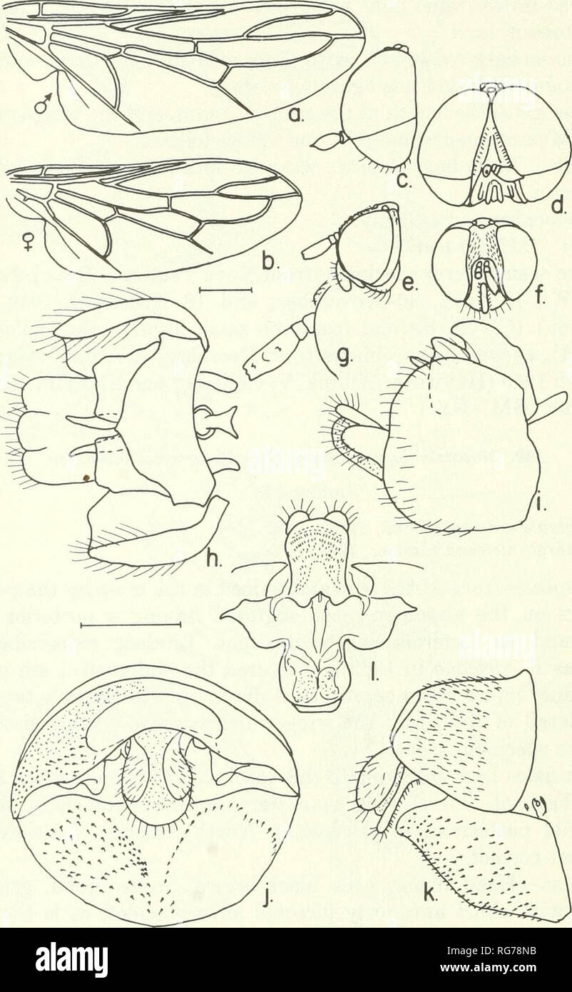 . Bulletin - United States National Museum. Science. 220 U.S. NATIONAL MUSEUM BULLETIN 2 77. Figure Wi.—Metatrichia stevensoni (Bezzi), male, female: a, male wing; b, female wing; c, d, lateral and frontal aspects of male head; e, f, lateral and frontal aspects of female head; g, enlarged detail of female antenna; h, i, ventral and lateral aspects of male ter- minalia; ;, posterior aspect of female 8th and 9th segments; k, lateral aspect of female 8th and 9th segments; /, female 9th sternum and bursa. lighter along the posterior rim. Pleural areas black and orange-red. Wing brownish, veins bro Stock Photo