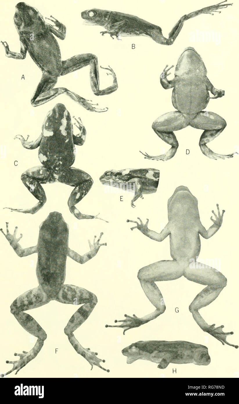 . Bulletin - United States National Museum. Science. FROGS OF COLOMBIA—COCHRAN AND COIN 581. Plate 9.—a,b: Phyllobates chocoensis, BM 1929.2.1.5 (X 1.4). c-e: P. palmalus, USNM 147132 (X 1.5). f-h: P. vergeli, MLS 309 (X 1.8).. Please note that these images are extracted from scanned page images that may have been digitally enhanced for readability - coloration and appearance of these illustrations may not perfectly resemble the original work.. United States National Museum; Smithsonian Institution; United States. Dept. of the Interior. Washington : Smithsonian Institution Press, [etc. ]; for  Stock Photo